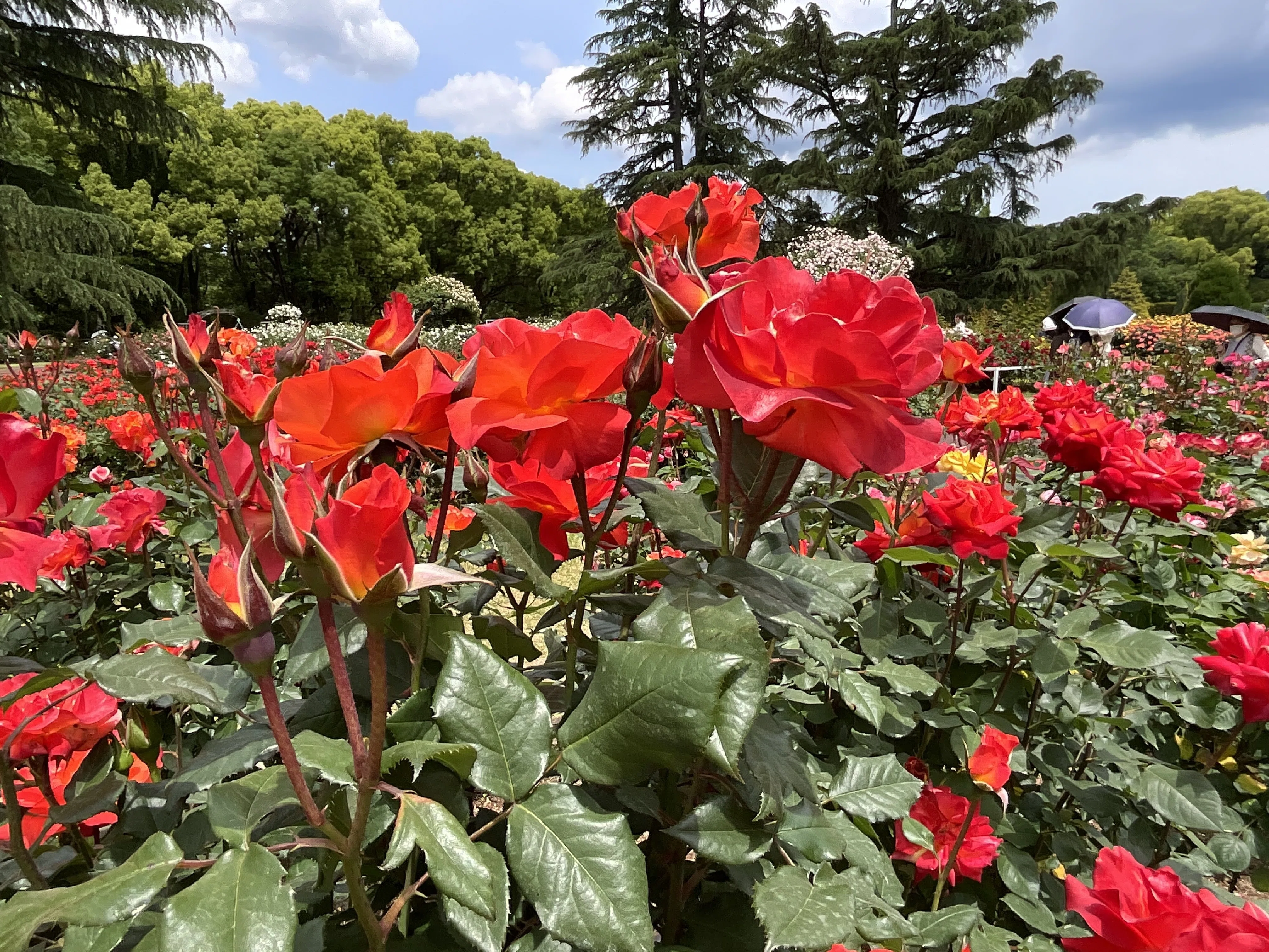プリンセス・ミチコ（京都府立植物園）：2026年5月12日（火）｜藤井