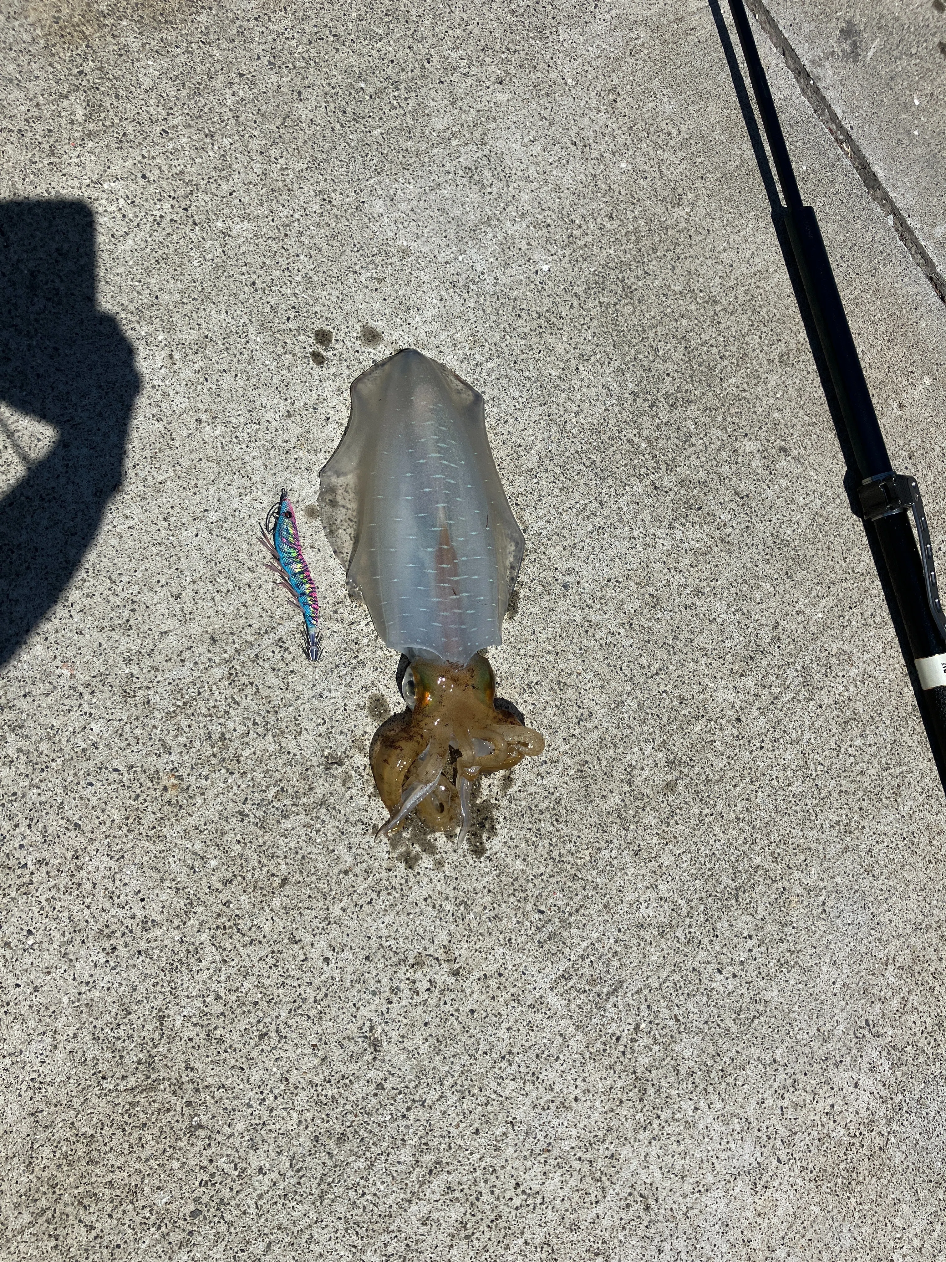 [Fishing Diary ②] May 10, 2026 - A Certain Fishing Port in Izu - Parent ...