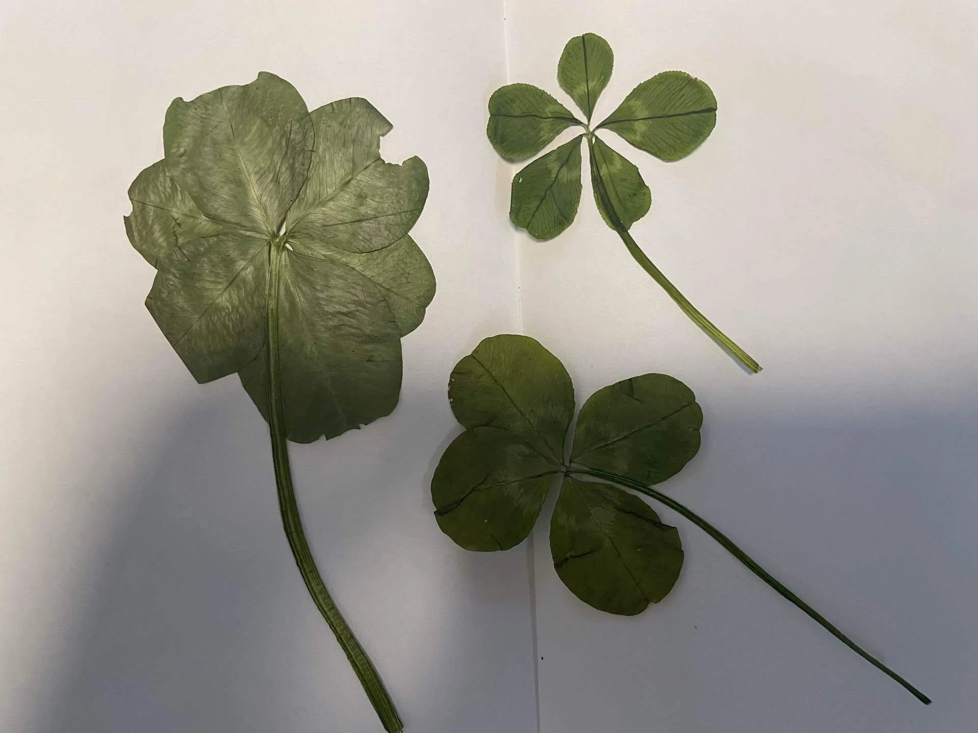 Entrusting a Great Comeback to Clovers｜Kaori