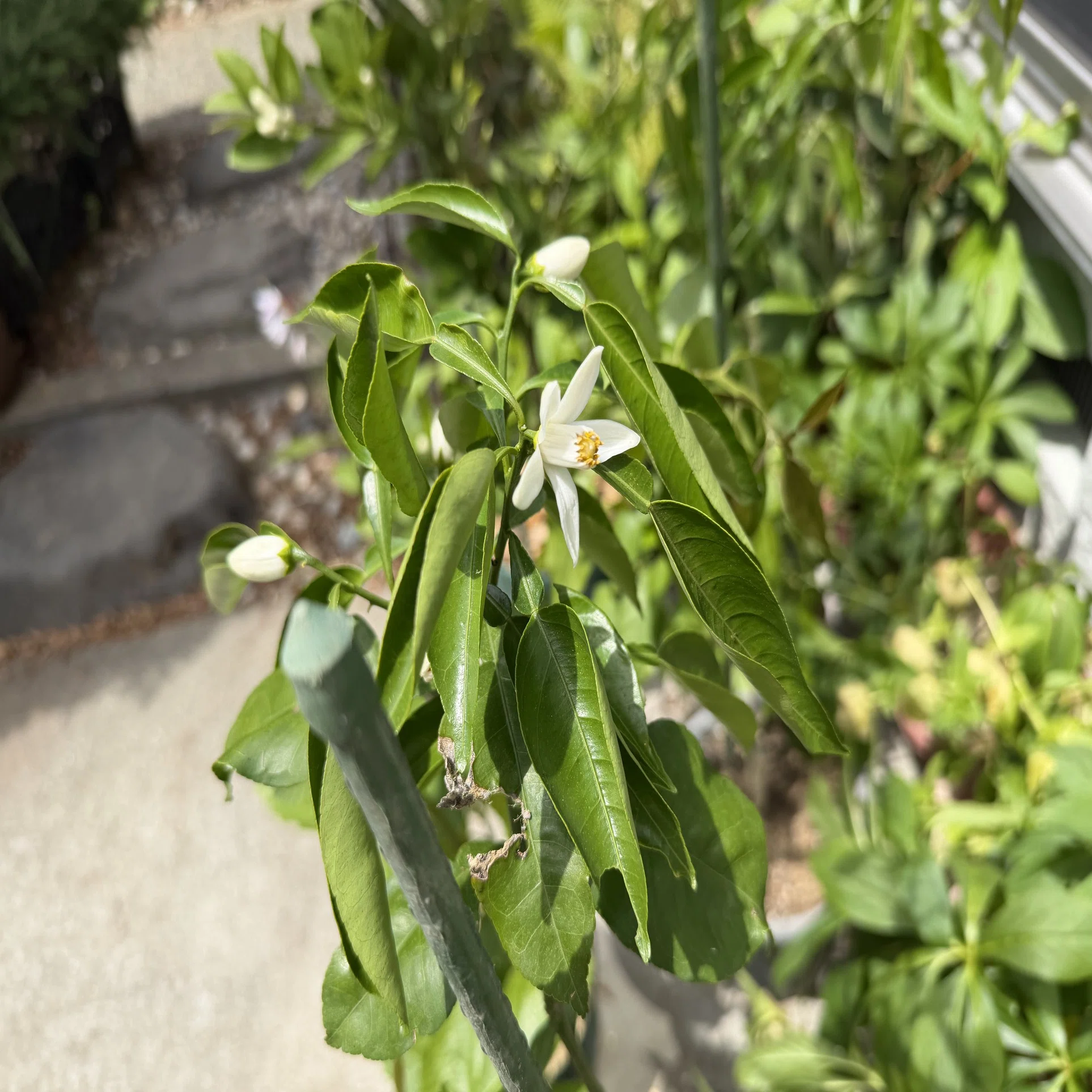 花摘み 柑橘の花が咲いた｜Hirokazu Nishi