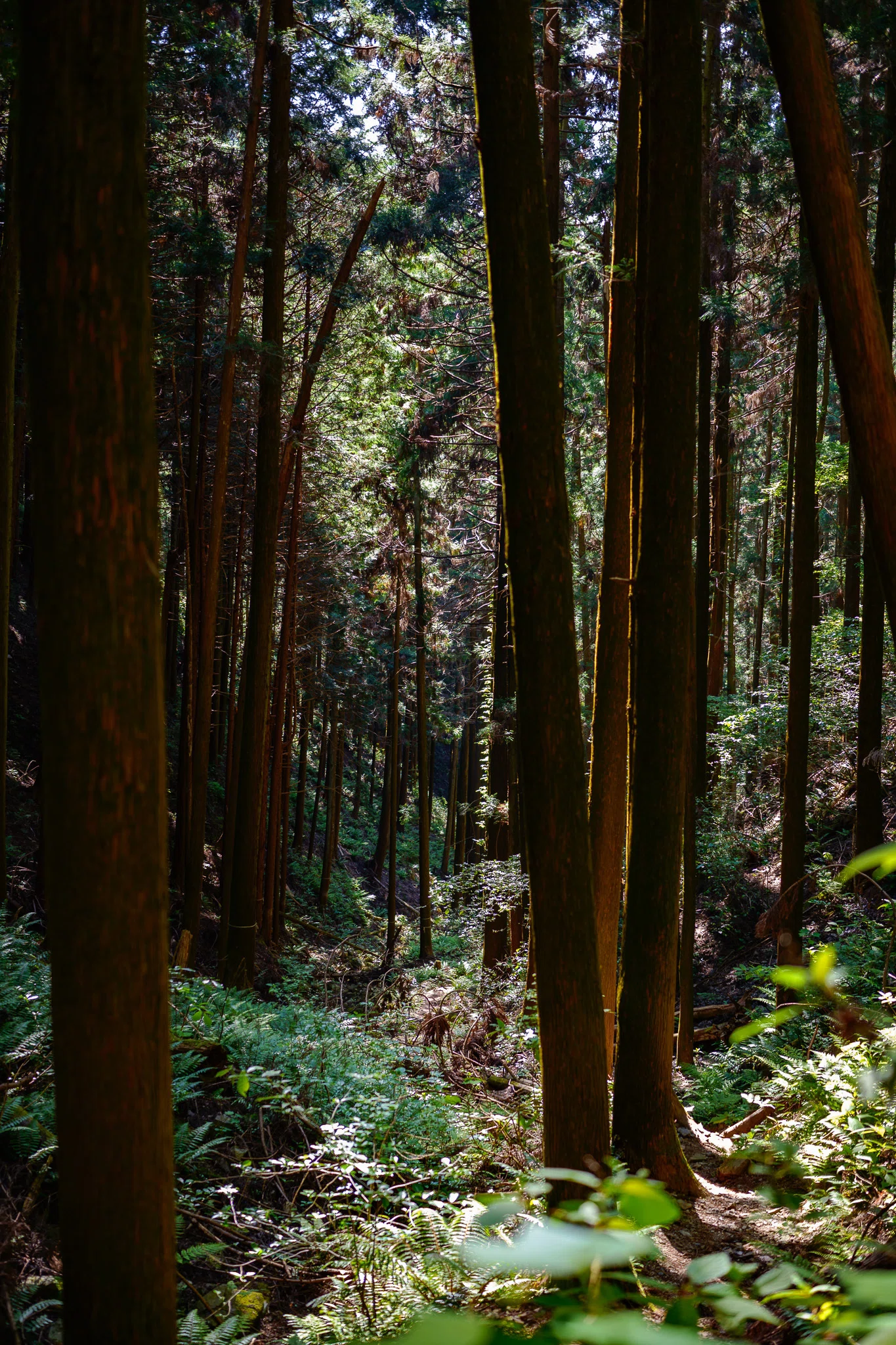 Calm, Wandering, and the Fresh Green of Okutakao.｜しみじみ山歩き