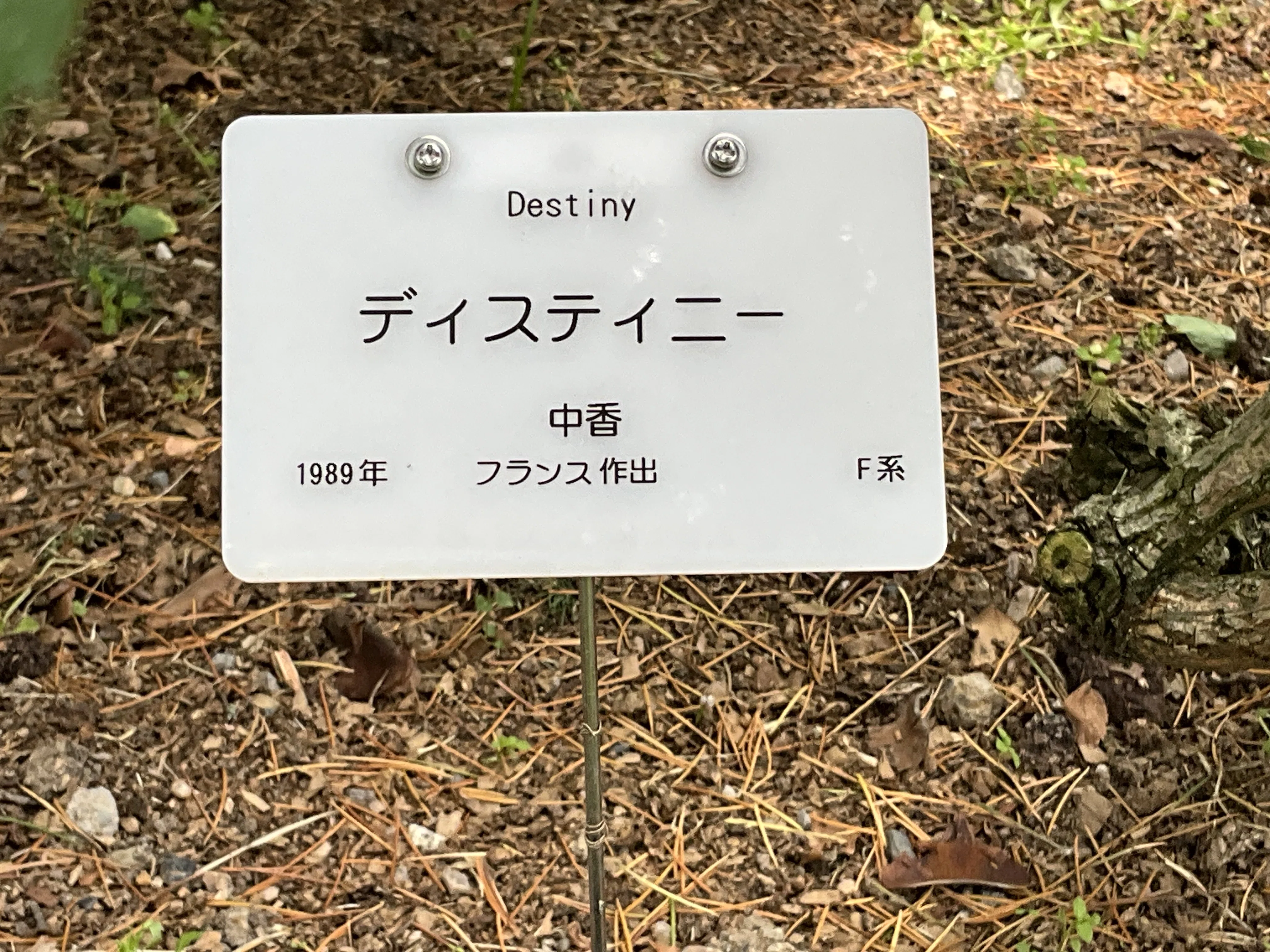 薔薇の名前('86仏/伊/西独) デスティニィ（京都府立植物園）：2026年5月12日（火）｜藤井秀昭