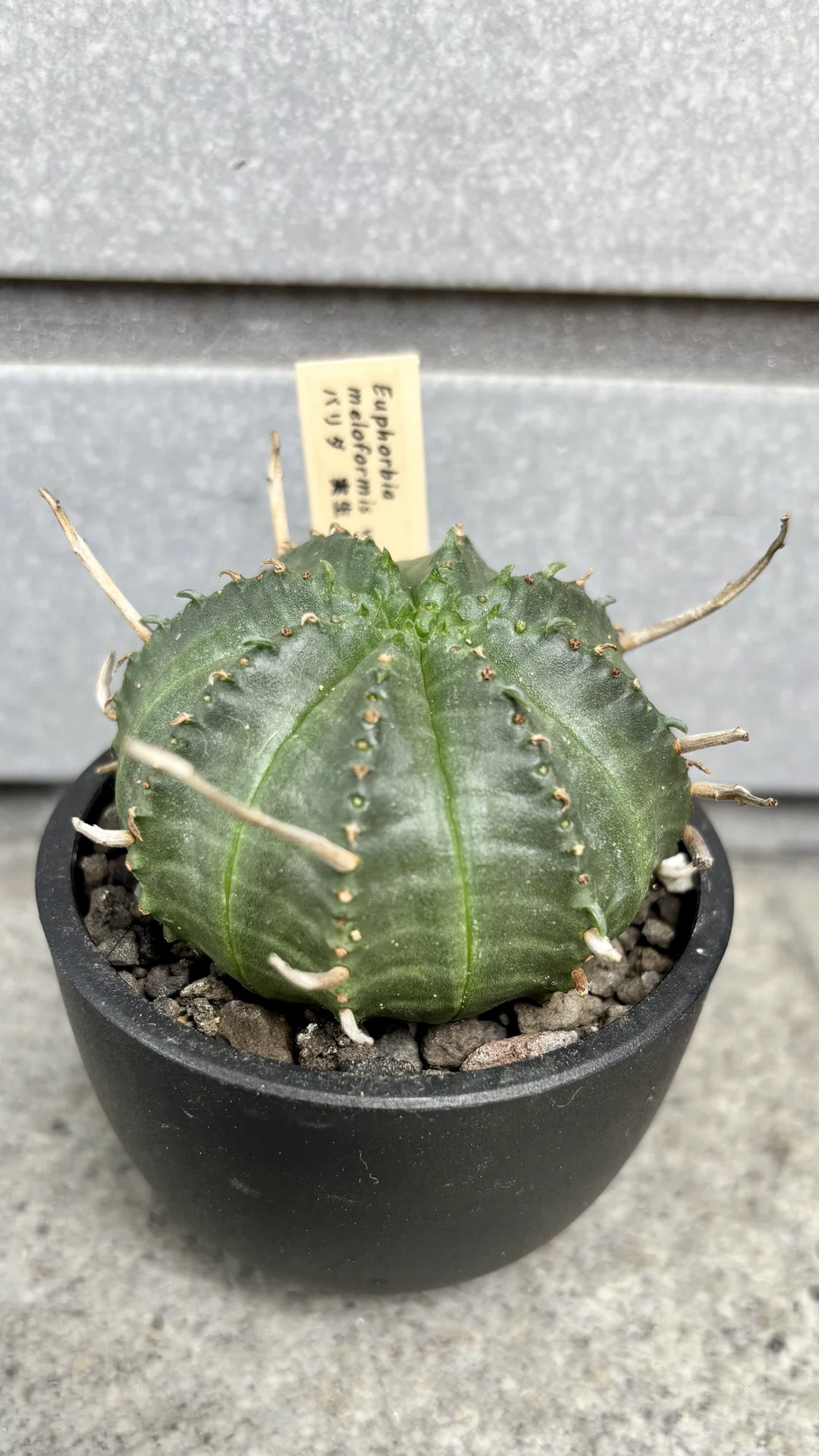 ユーフォルビア|バリダ|個体差｜cova 塊根植物に沼った美容師の独り言