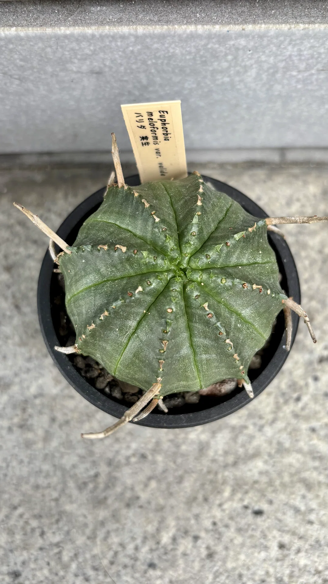 ユーフォルビア|バリダ|個体差｜cova 塊根植物に沼った美容師の独り言