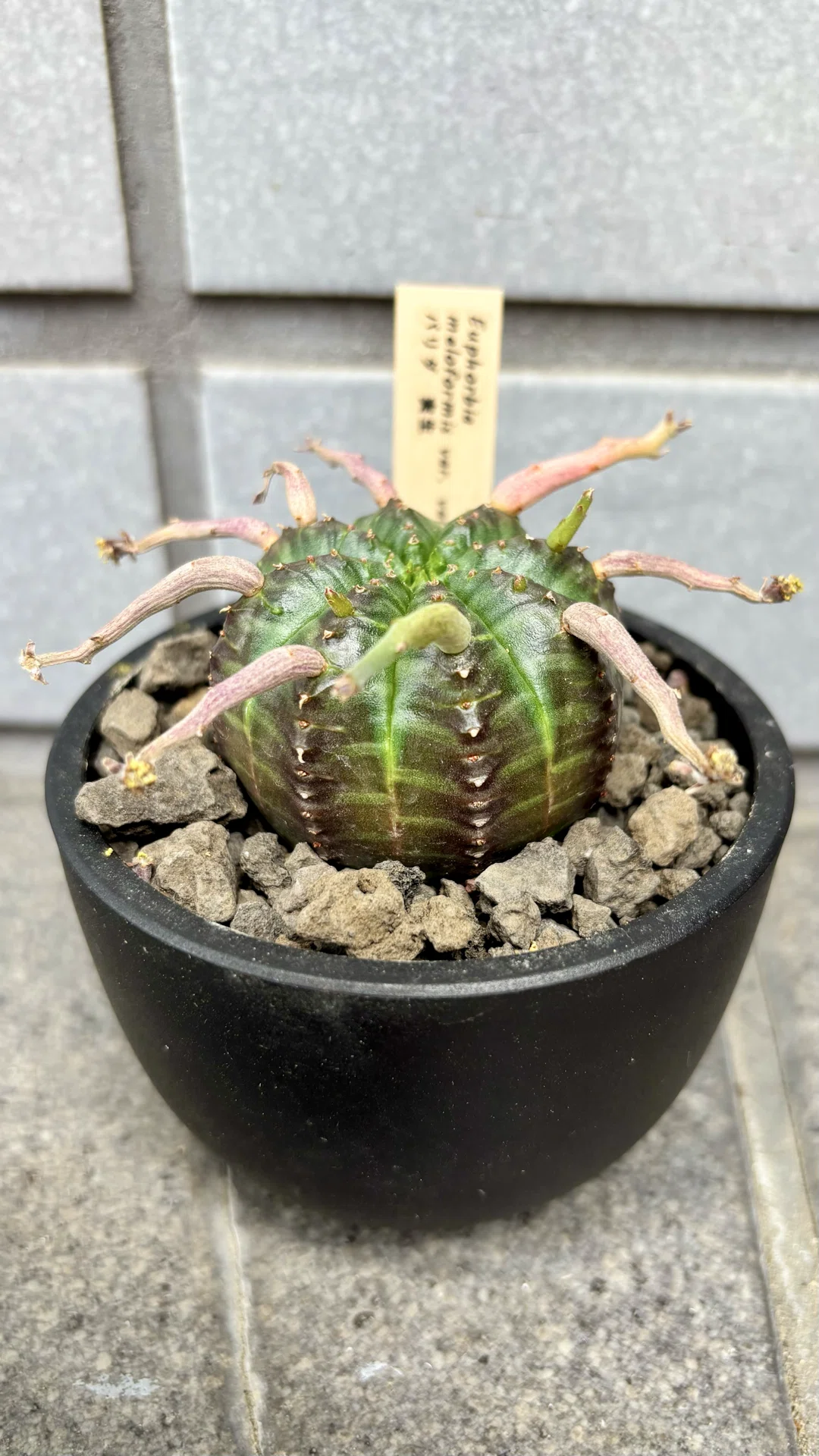 ユーフォルビア|バリダ|個体差｜cova 塊根植物に沼った美容師の独り言