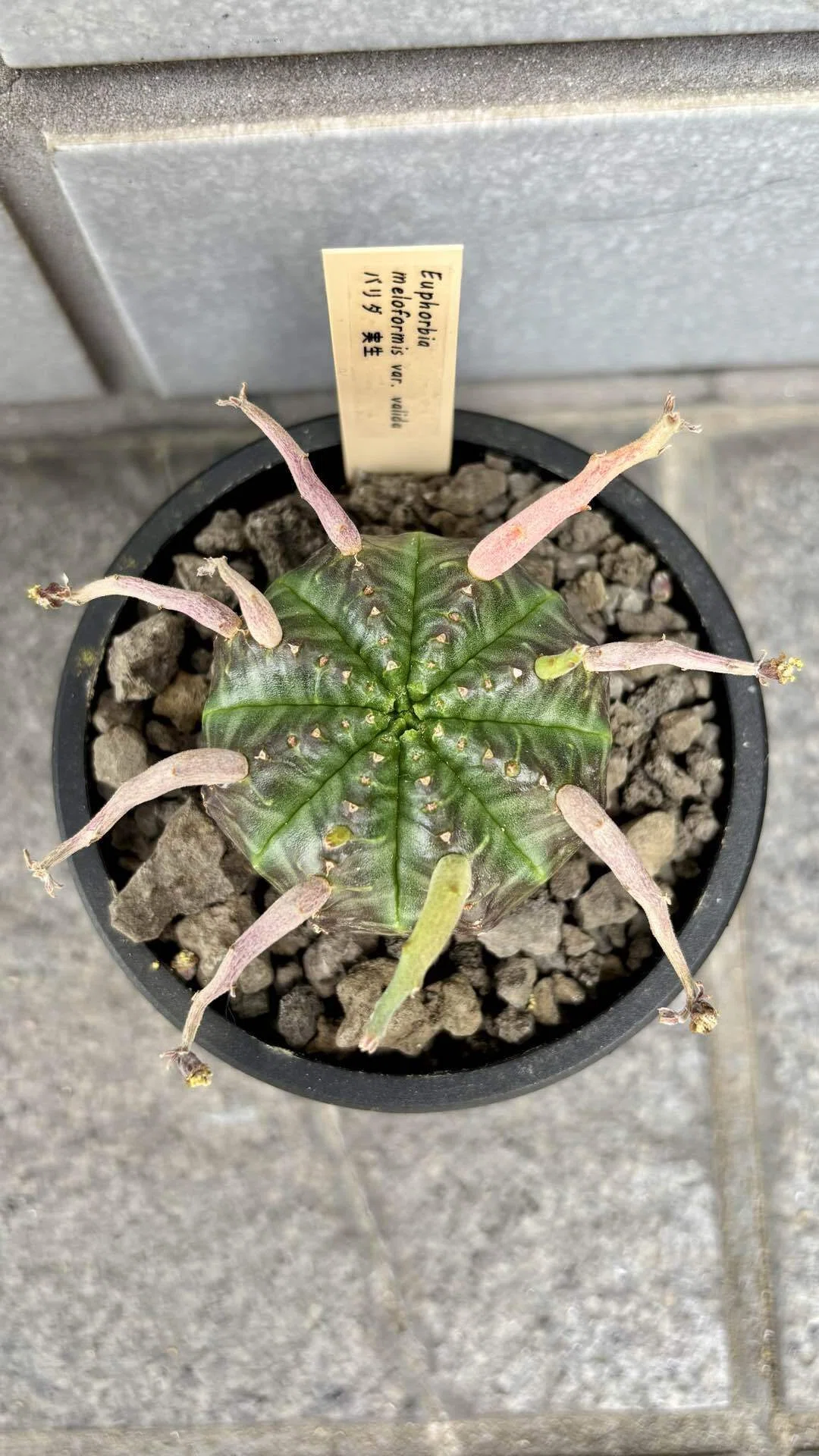 ユーフォルビア|バリダ|個体差｜cova 塊根植物に沼った美容師の独り言