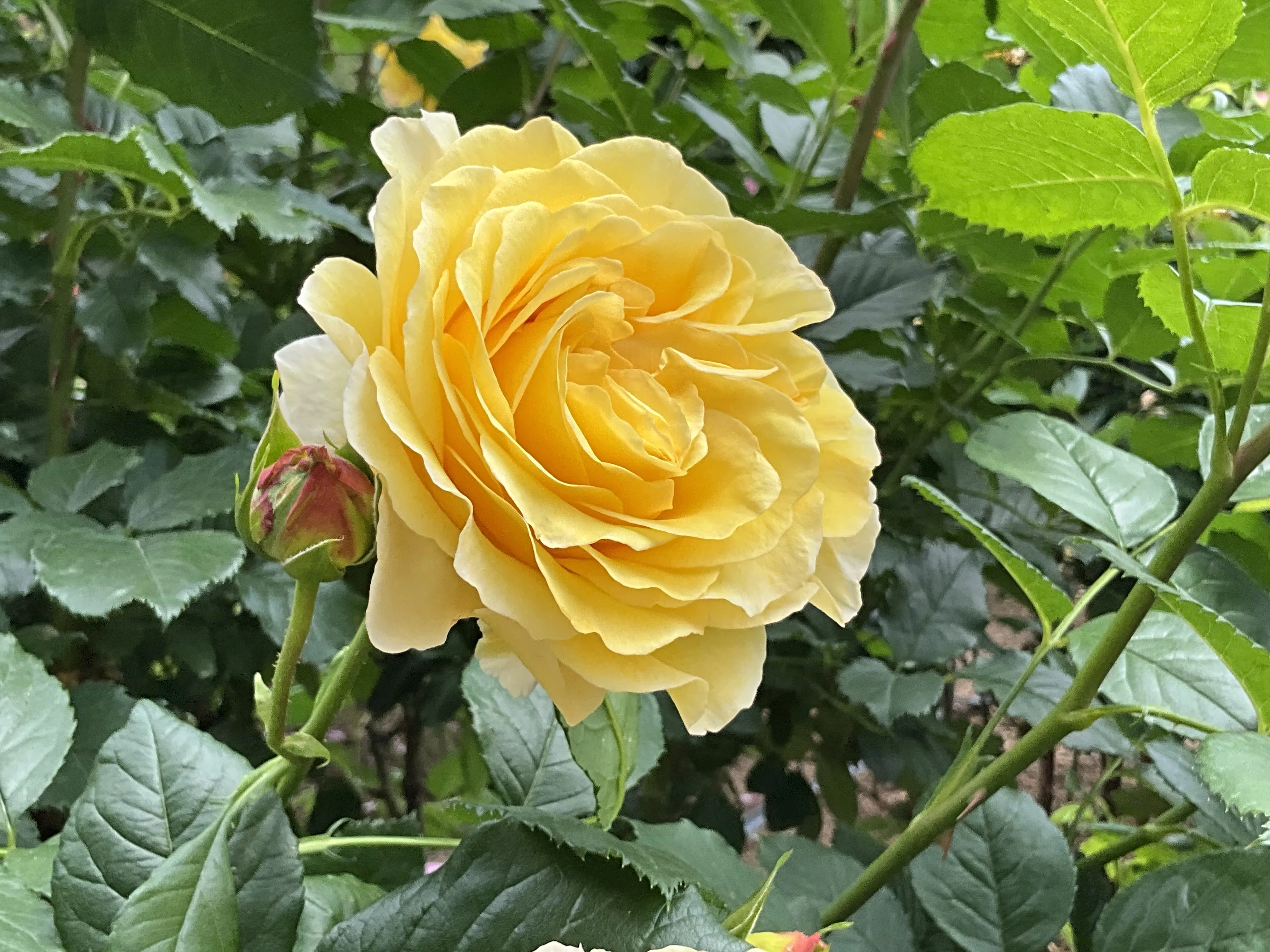 フランス・アンフォ（京都府立植物園）：2026年5月13日（水）｜藤井