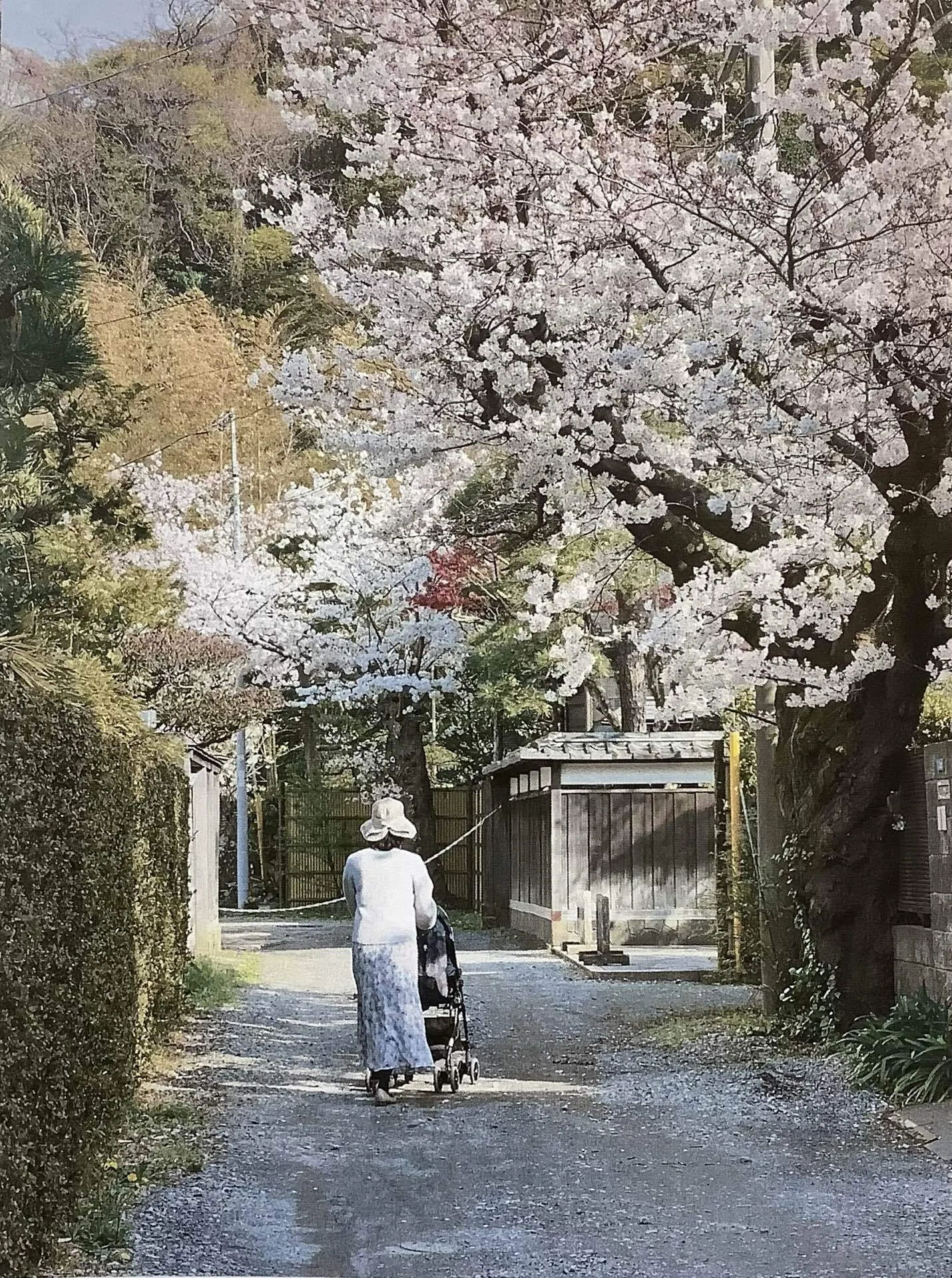 辻説法通りの桜吹雪[鎌倉]｜m_kino