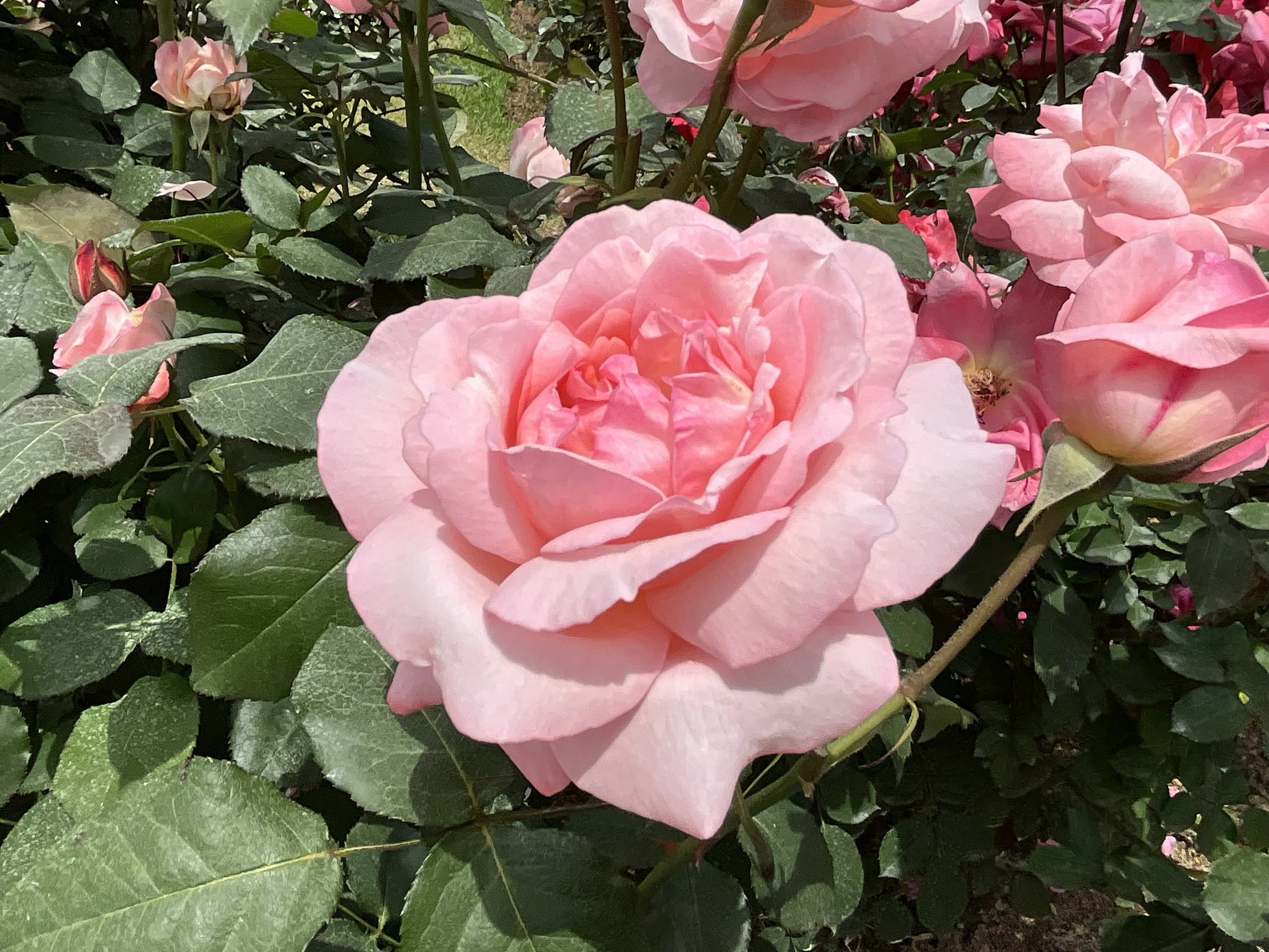 ヴォーグ（京都府立植物園）：2026年5月13日（水）｜藤井秀昭（『京都