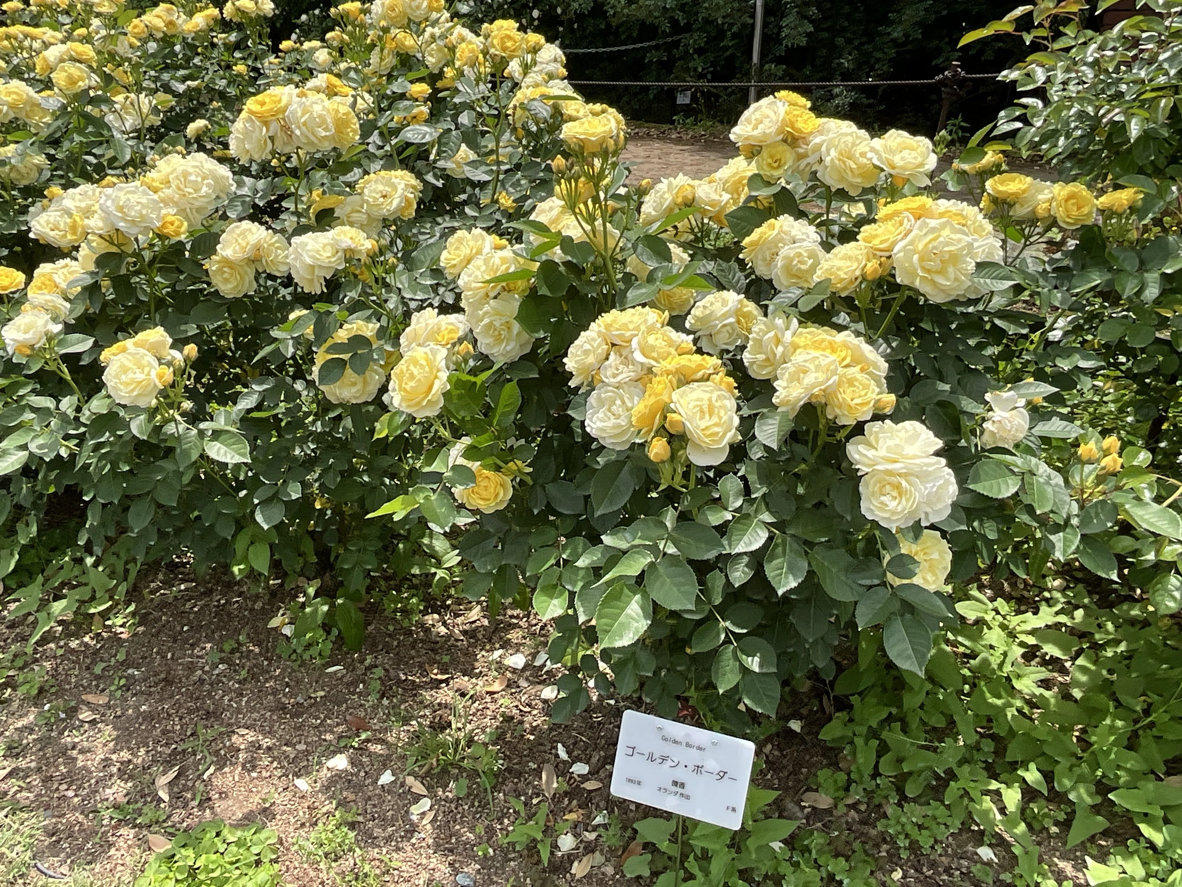 ゴールデン・ボーダー（京都府立植物園）：2026年5月13日（水）｜藤井