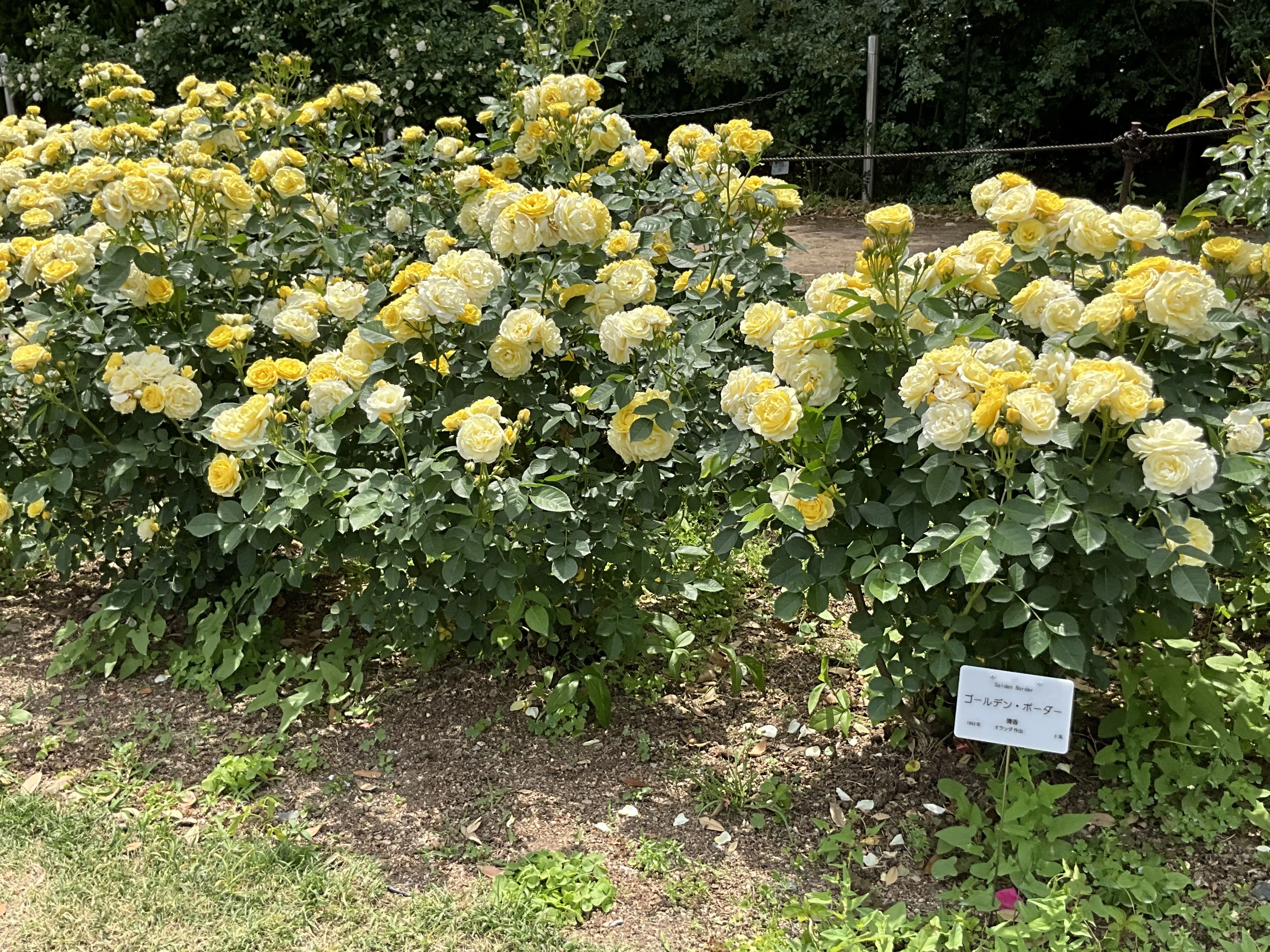 ゴールデン・ボーダー（京都府立植物園）：2026年5月13日（水）｜藤井