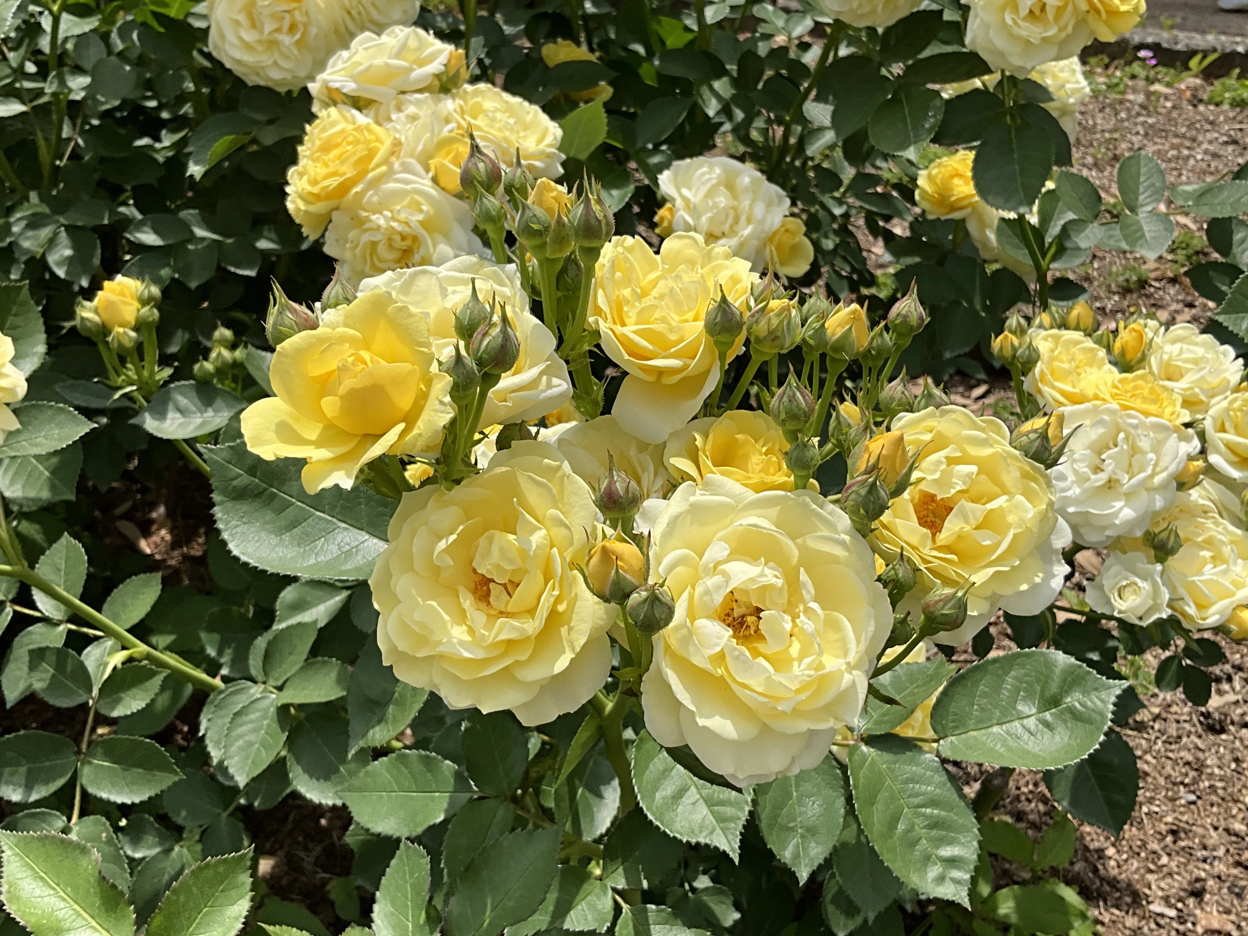 ゴールデン・ボーダー（京都府立植物園）：2026年5月13日（水）｜藤井