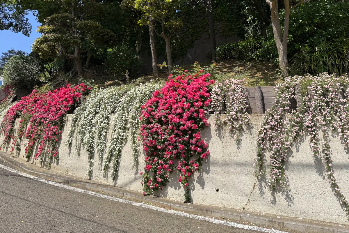 こころが少女に戻ってしまう。横浜「山手イタリア山庭園」で春バラに包
