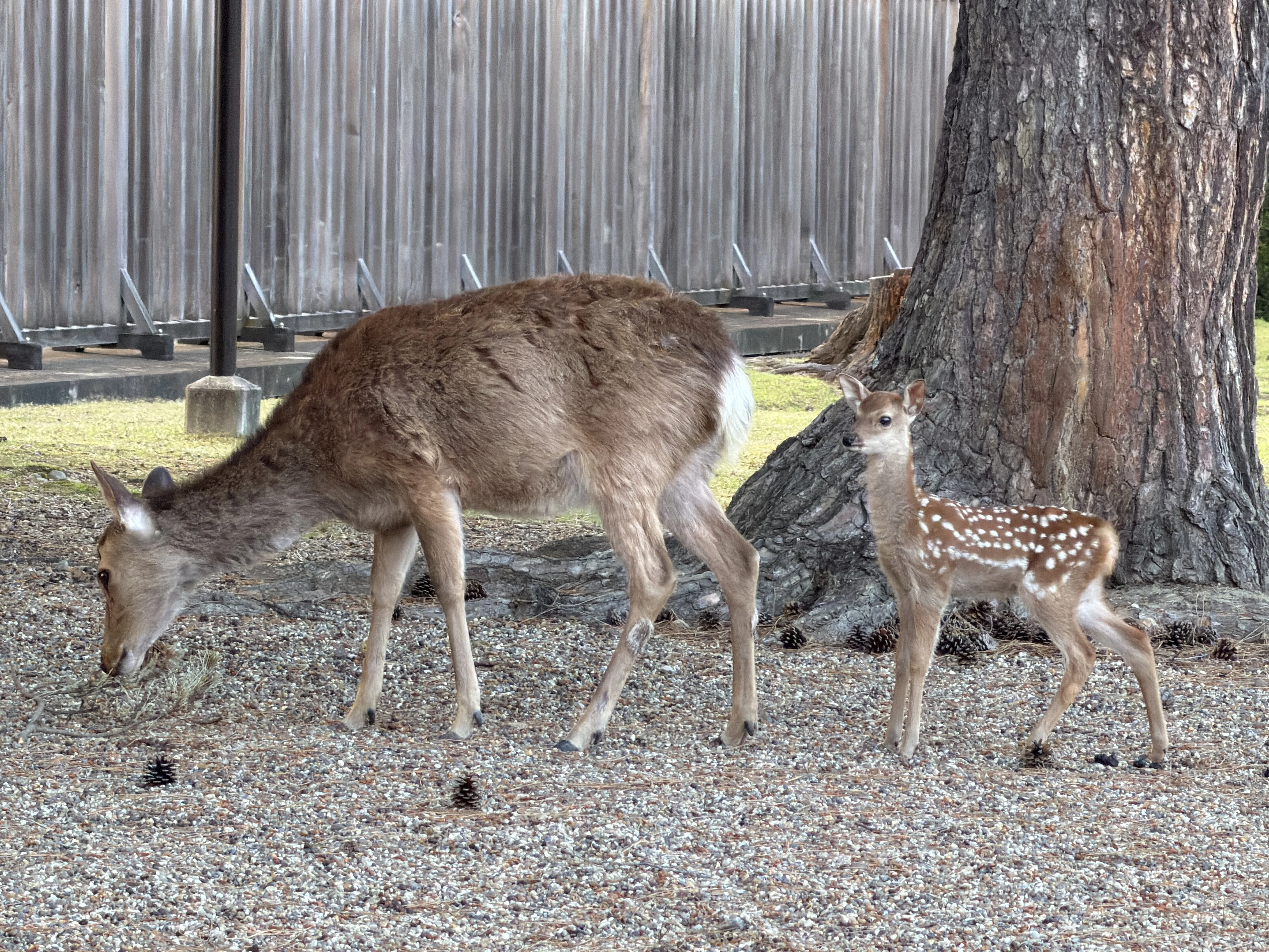 今年初めての小鹿｜千のこと