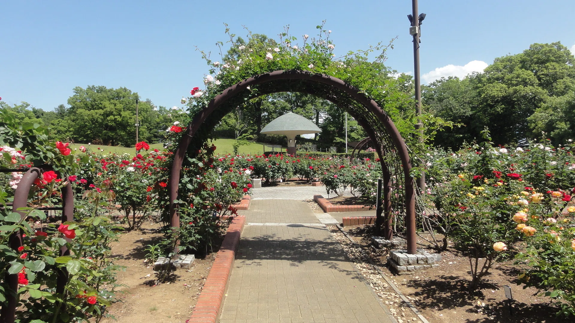 芸術の森公園】バラ園を見に行く(2026.5.10)｜あずさ＠訪問記