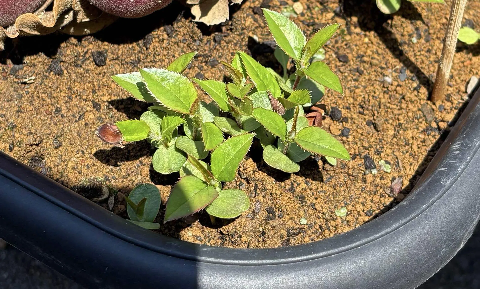 拾った木の実が次々と発芽しています♪｜れいちゃんママ