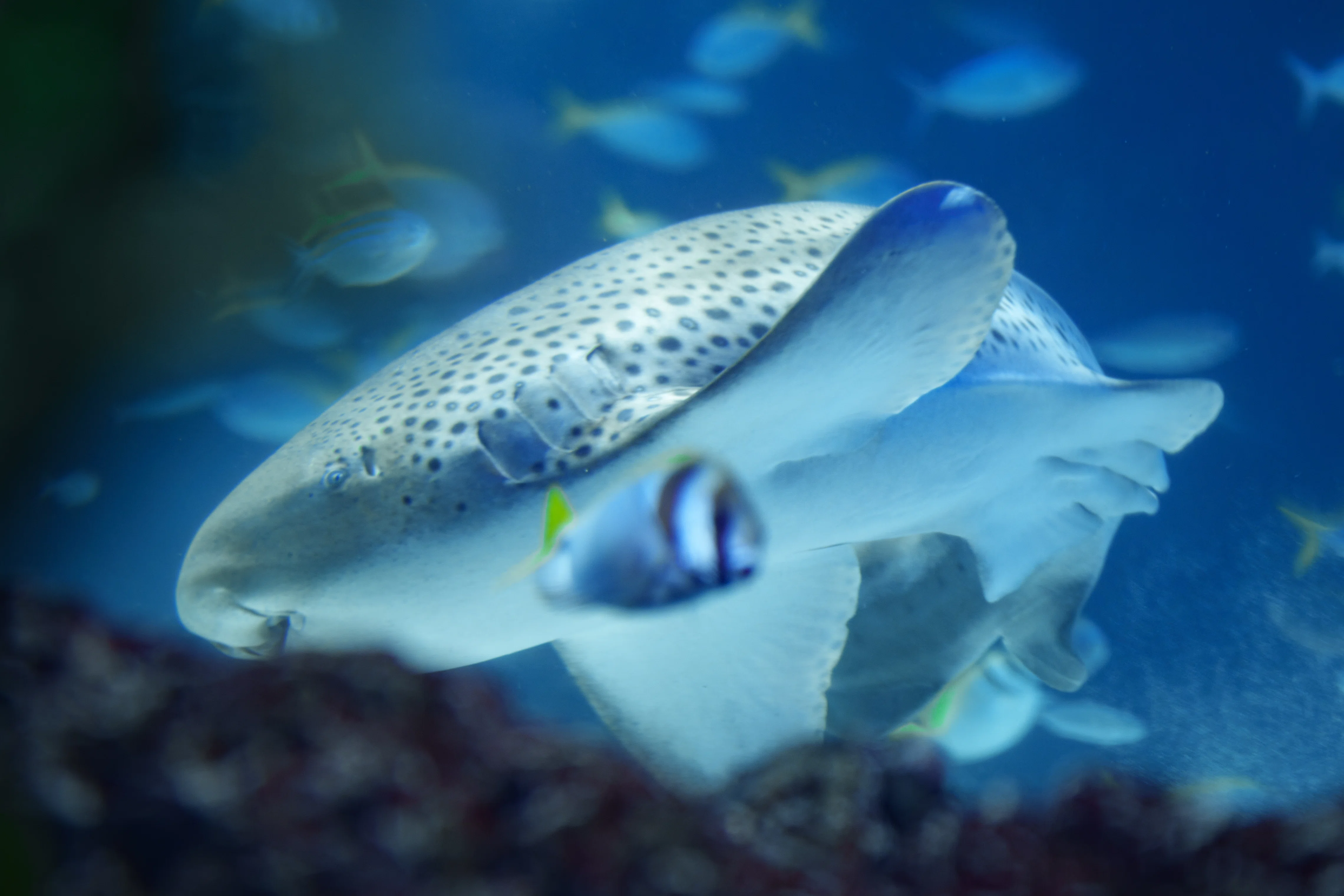 74 水族館に行く予定がクラッシュしたので水族館に行った｜Viltrox AF