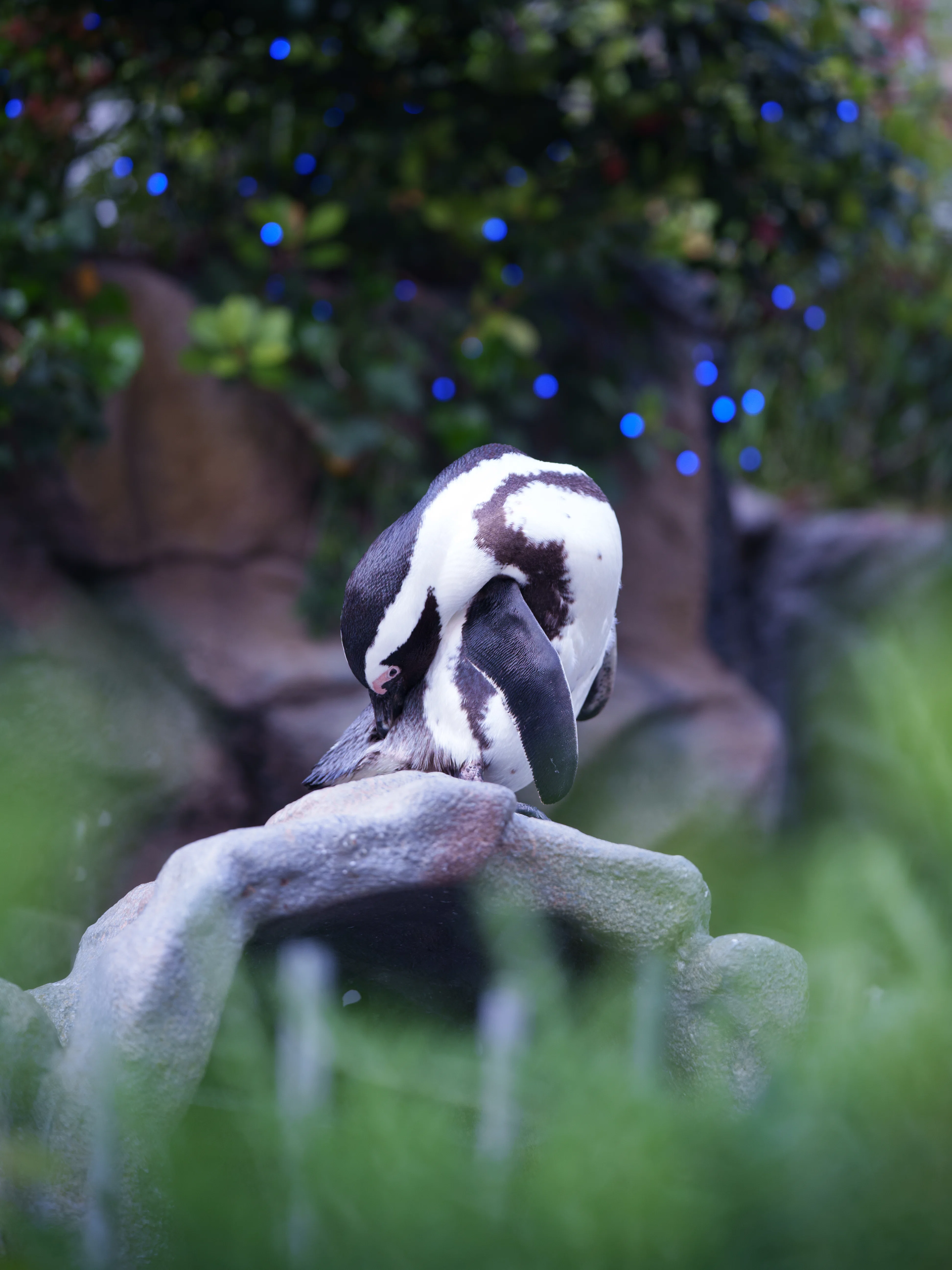 74 水族館に行く予定がクラッシュしたので水族館に行った｜Viltrox AF