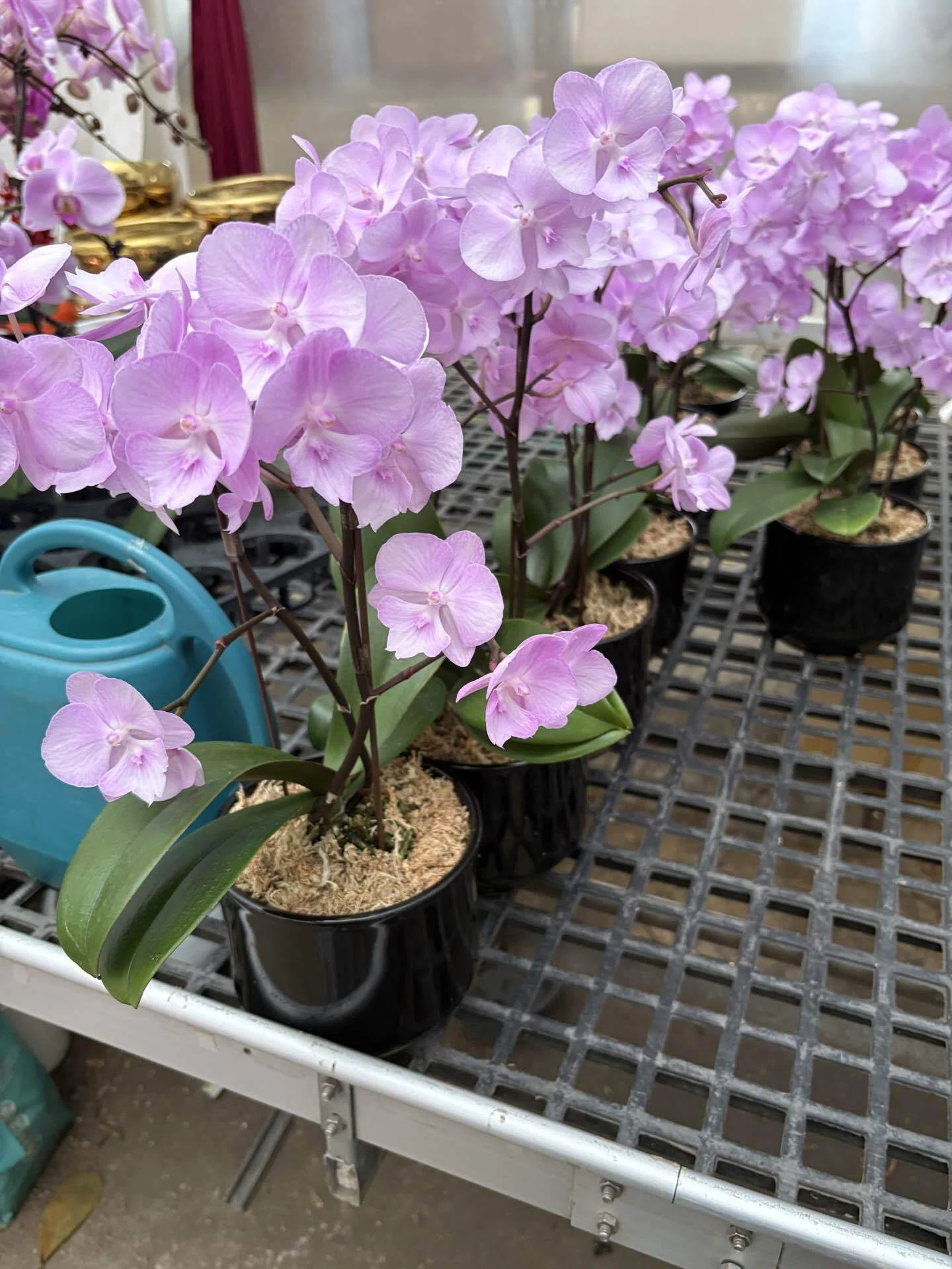 夫から母の日ゼロだったので、自分で胡蝶蘭を買いました😂🌸」｜Ringo