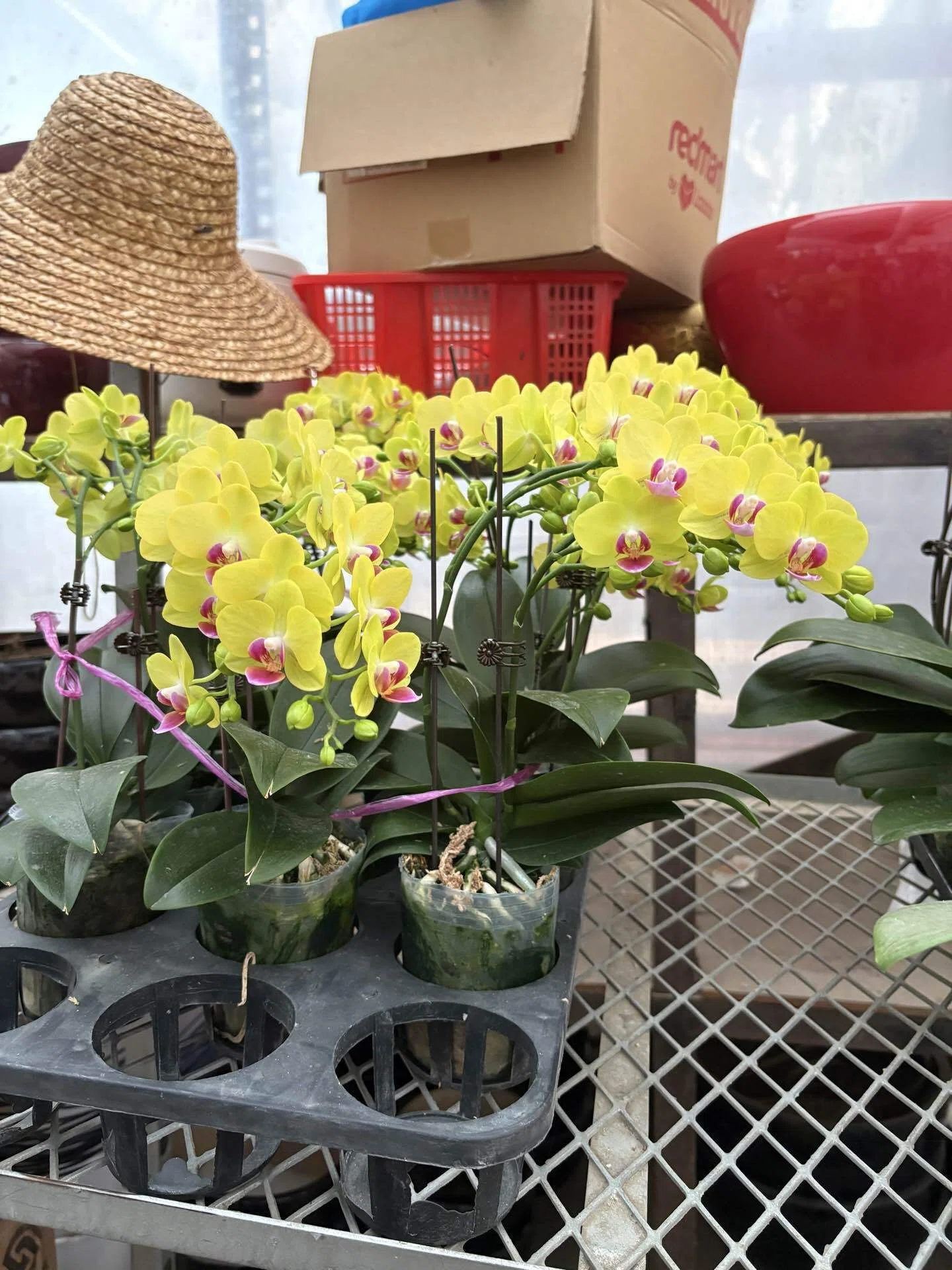 夫から母の日ゼロだったので、自分で胡蝶蘭を買いました😂🌸」｜Ringo