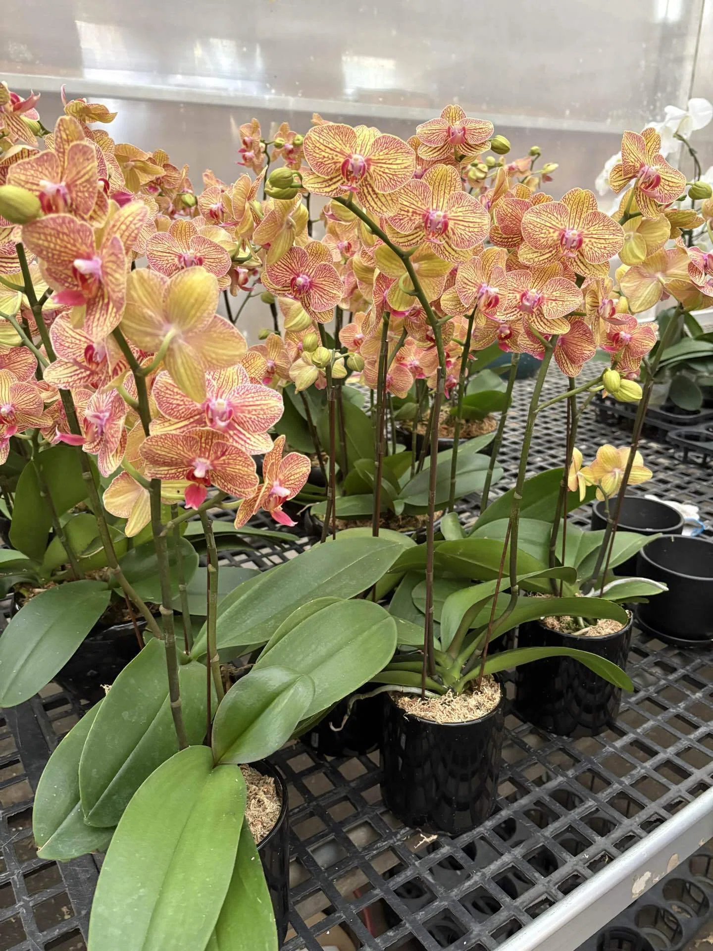 夫から母の日ゼロだったので、自分で胡蝶蘭を買いました😂🌸」｜Ringo