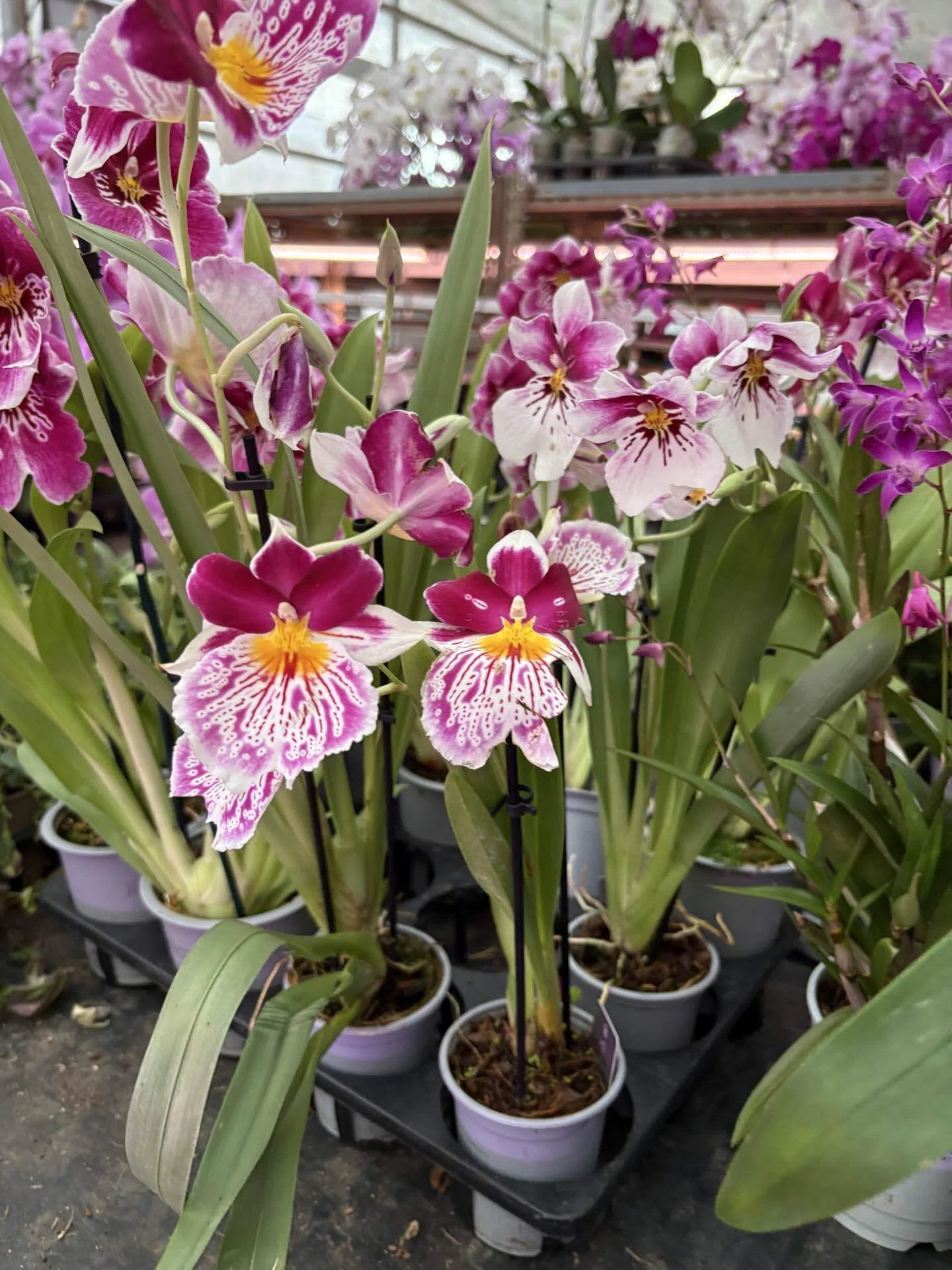 夫から母の日ゼロだったので、自分で胡蝶蘭を買いました😂🌸」｜Ringo