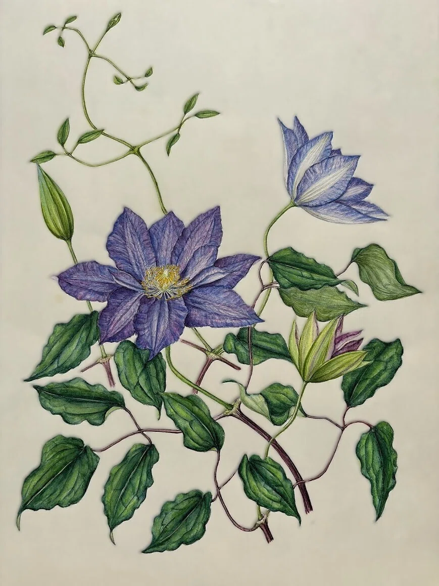 植物画・ボタニカルアート】クレマチス～静かさの中にある確かな力強さ