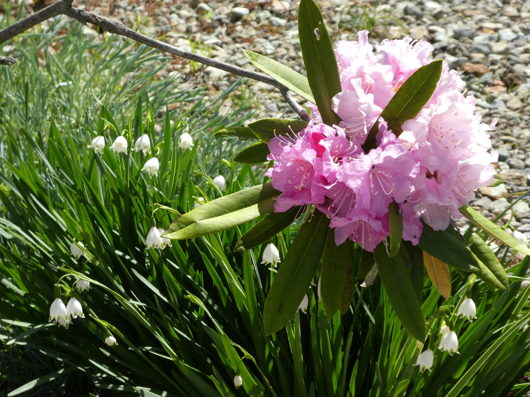 4月の花と時々、鳥｜いちめ