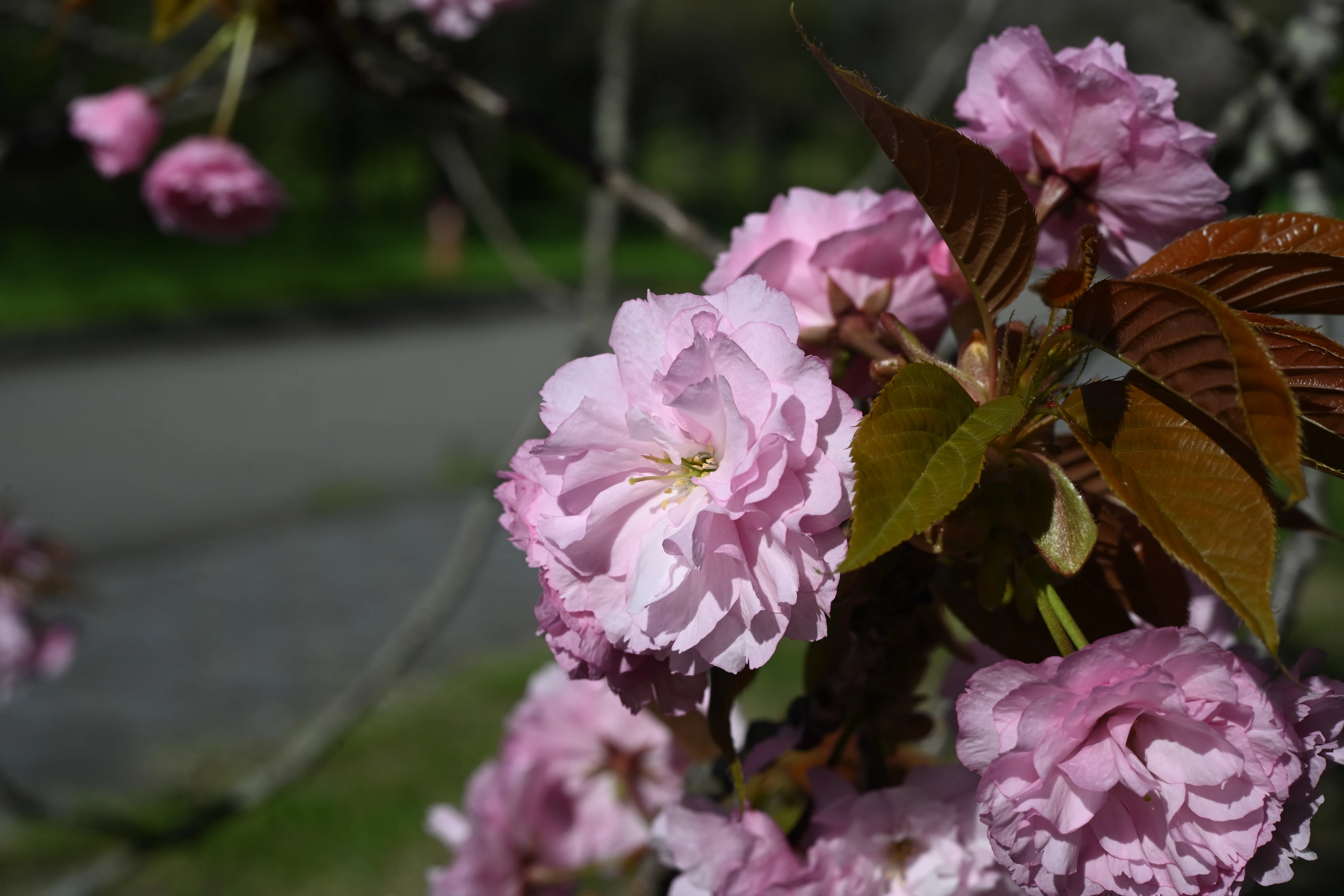 花の盛りは短くて③～八重桜～｜1/Zf