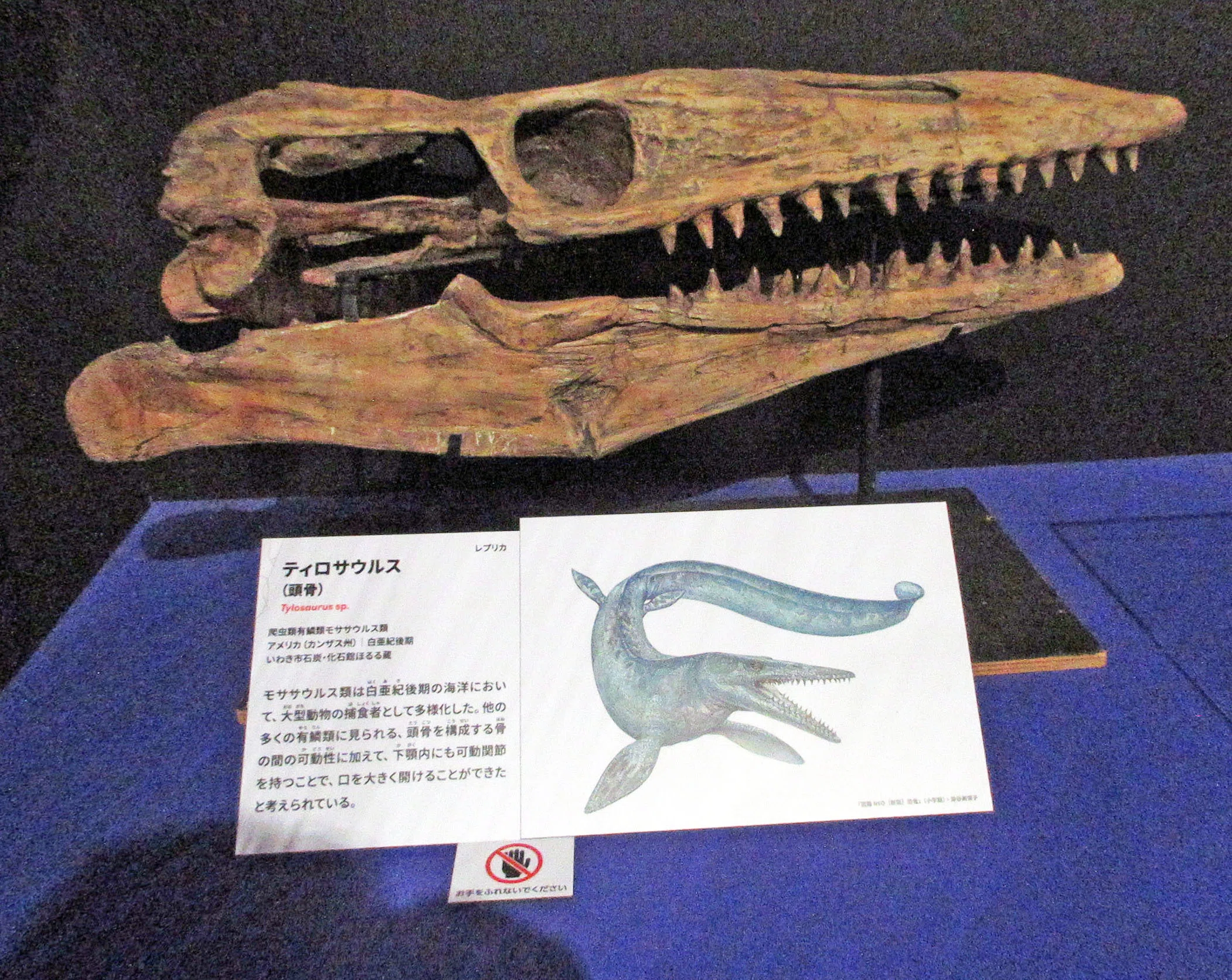激レア品 ☆ 化石 ミャンマー産 中生代白亜紀 トカゲの骨 琥珀化石