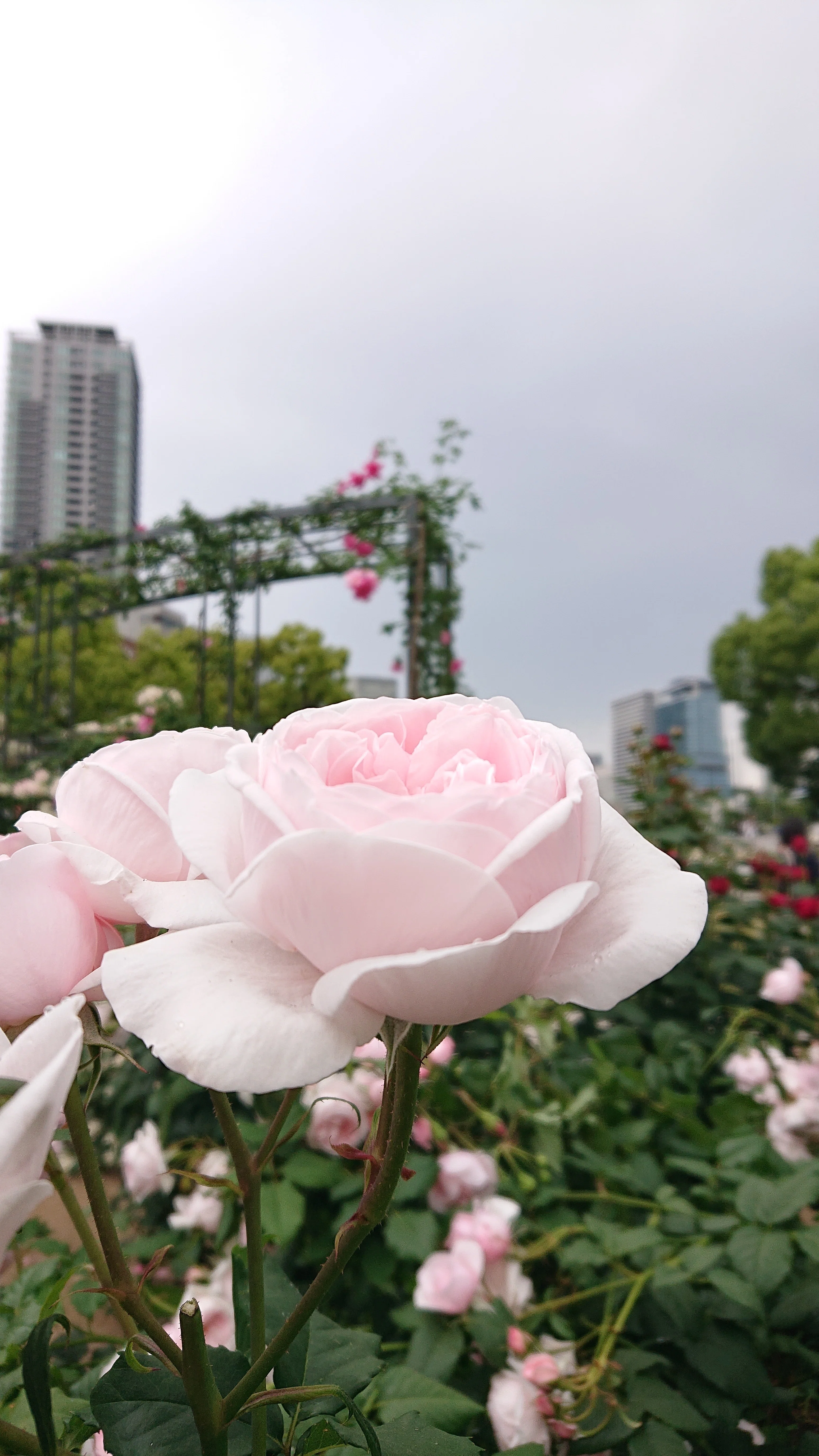 中之島公園のバラ 大阪｜桜アイス🌸フード部門🍨