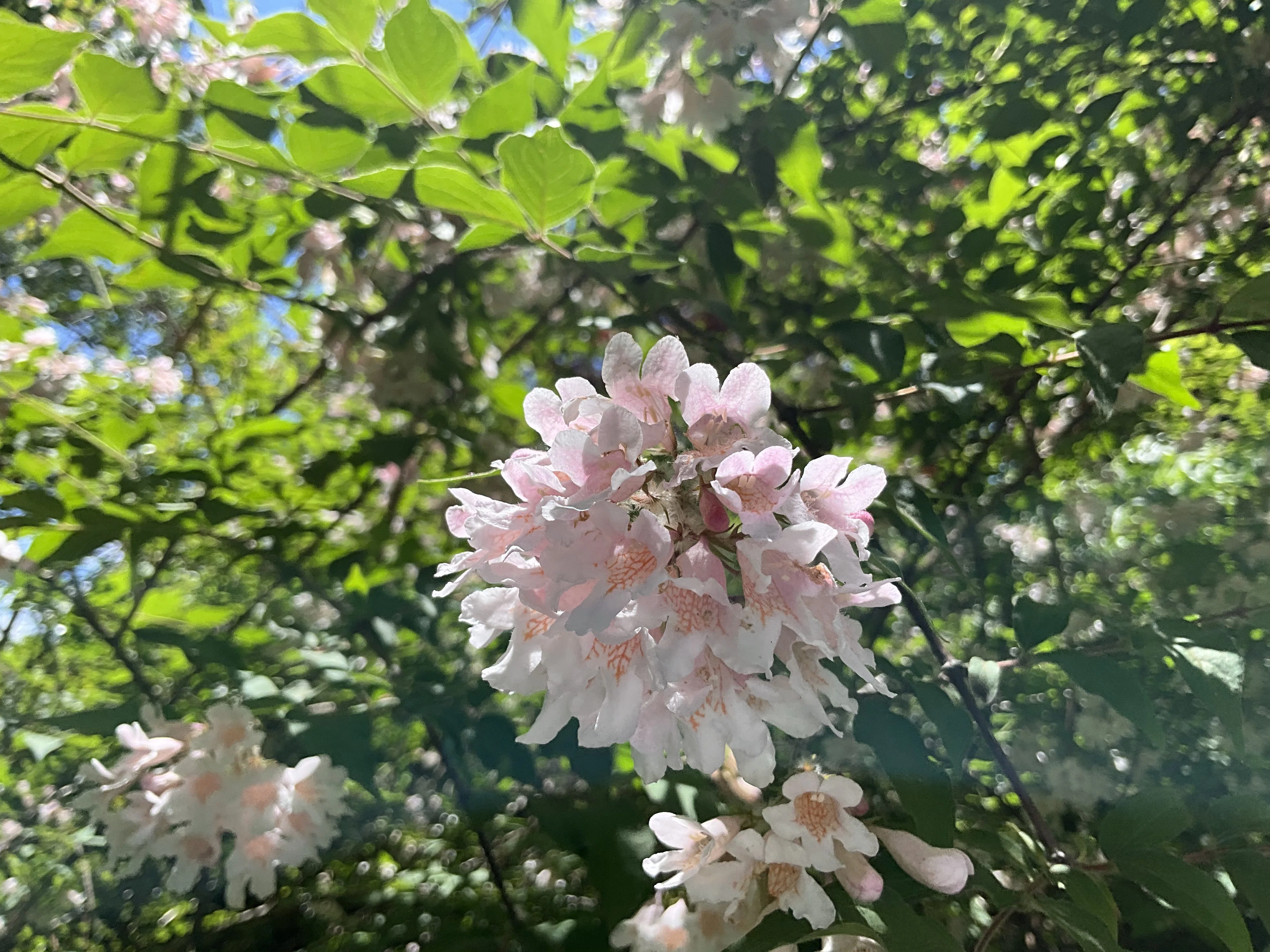【希少】ギザカワユス はろうきてぃ しょこたん　根付け ショウジョウウツギ（京都府立植物園）：2026年5月13日（水）｜藤井