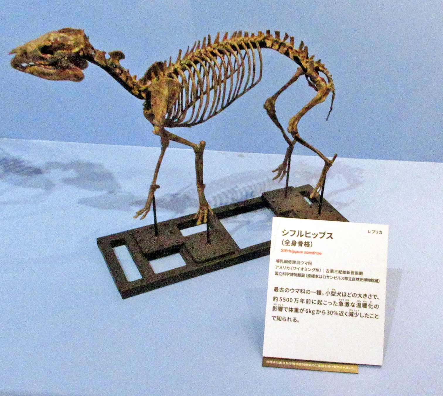 新生代に起きた生物の多様性（ビッグファイブ後の世界）―新生代の気候