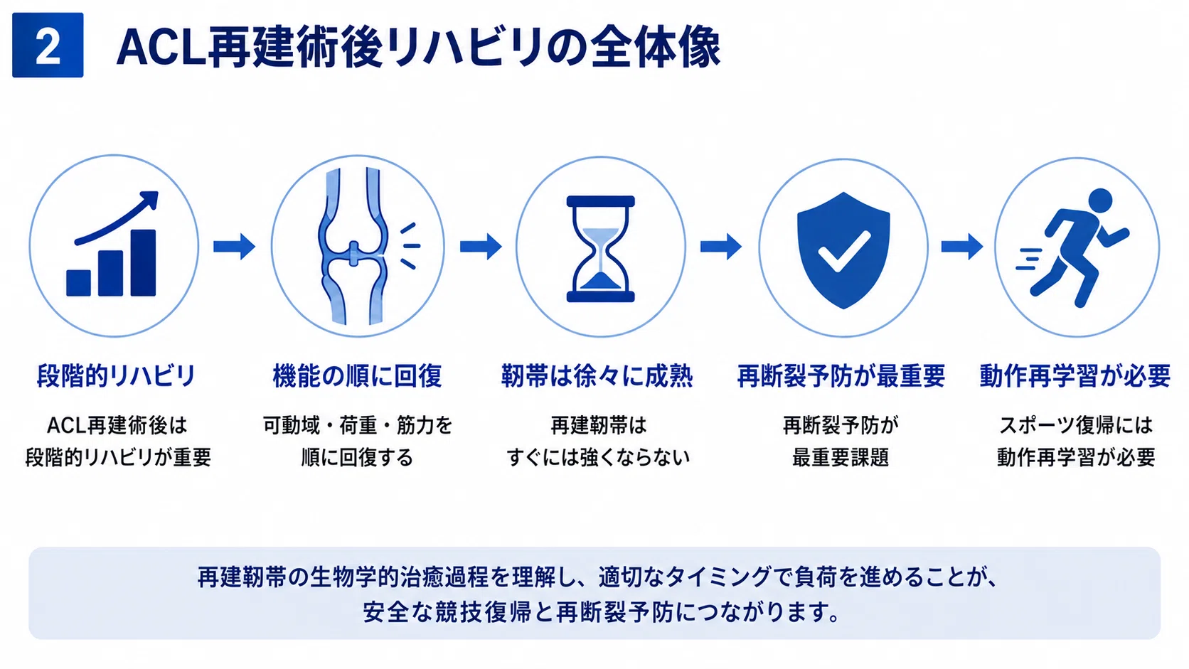 臨床で迷わないACL術後リハビリ】前十字靭帯再建術後の
