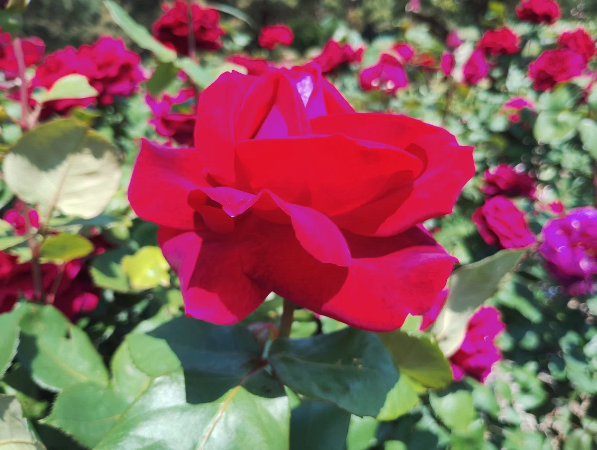 Spring Rose｜青空キラリ