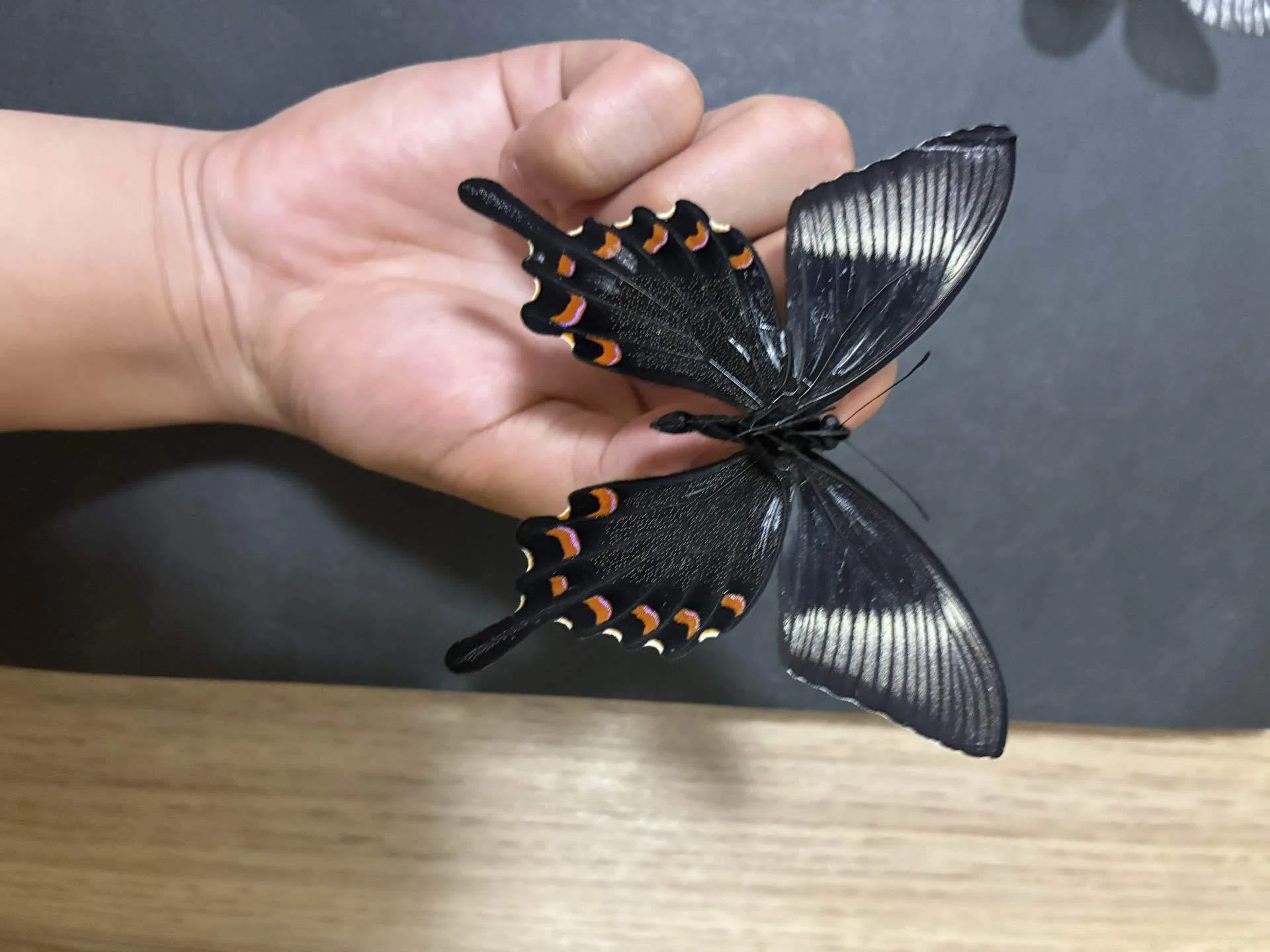 東京の山で取れた昆虫の標本｜蝶屋＆クワガタ屋