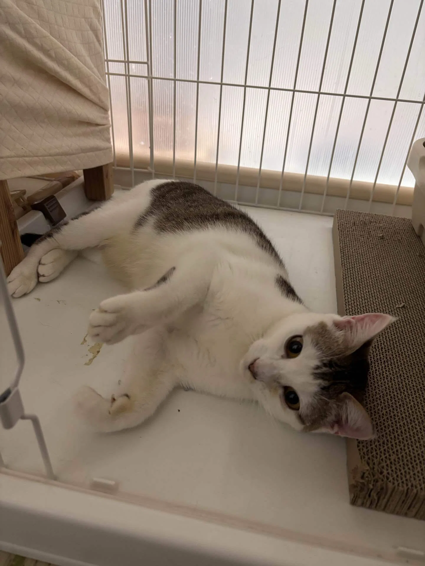 新にゃん🐱天ちゃん｜共生提案型保護猫カフェ らっくら家