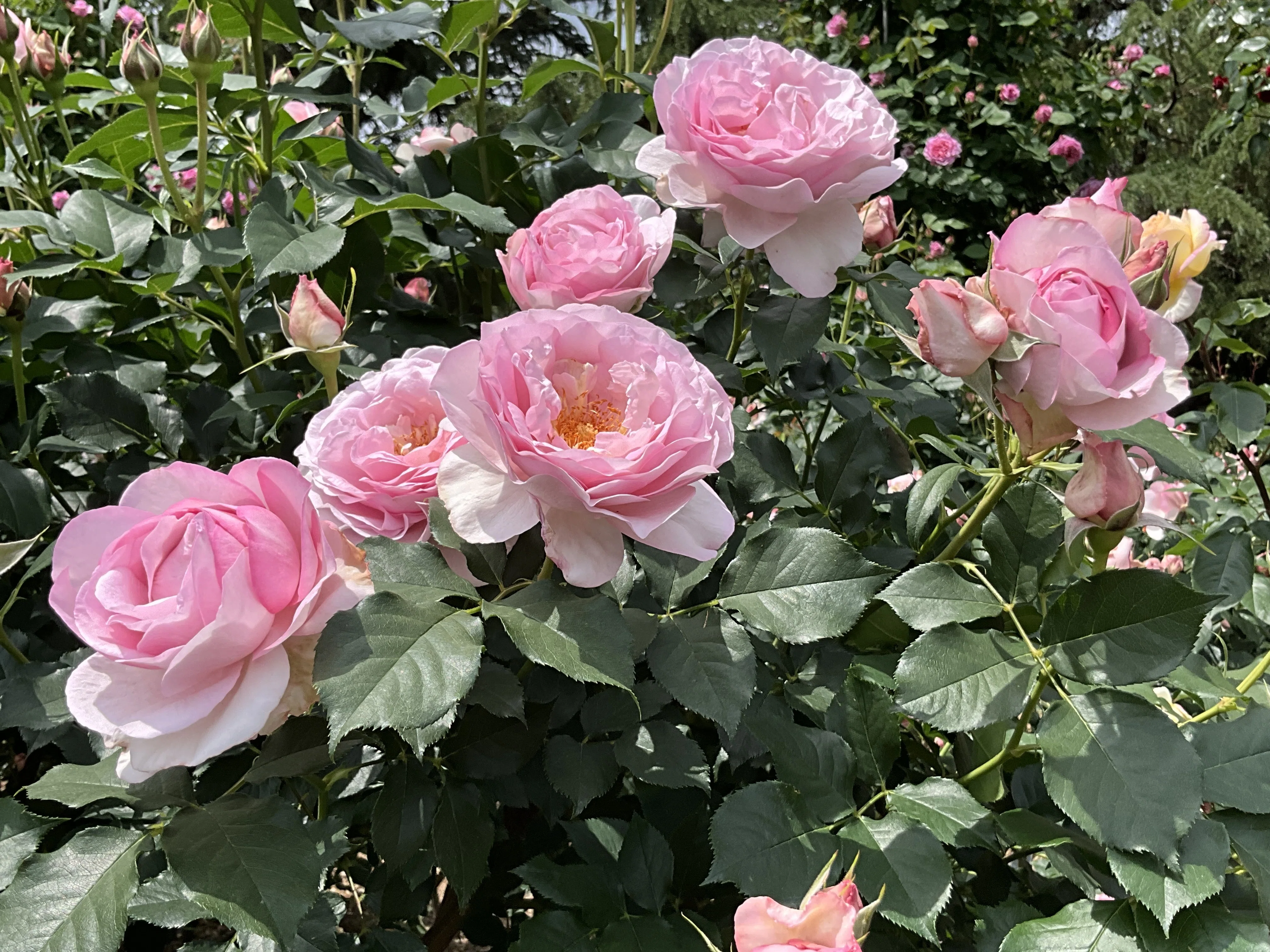 スヴニール・ドゥ・ルイ・アマード（京都府立植物園）：2026年5月14日