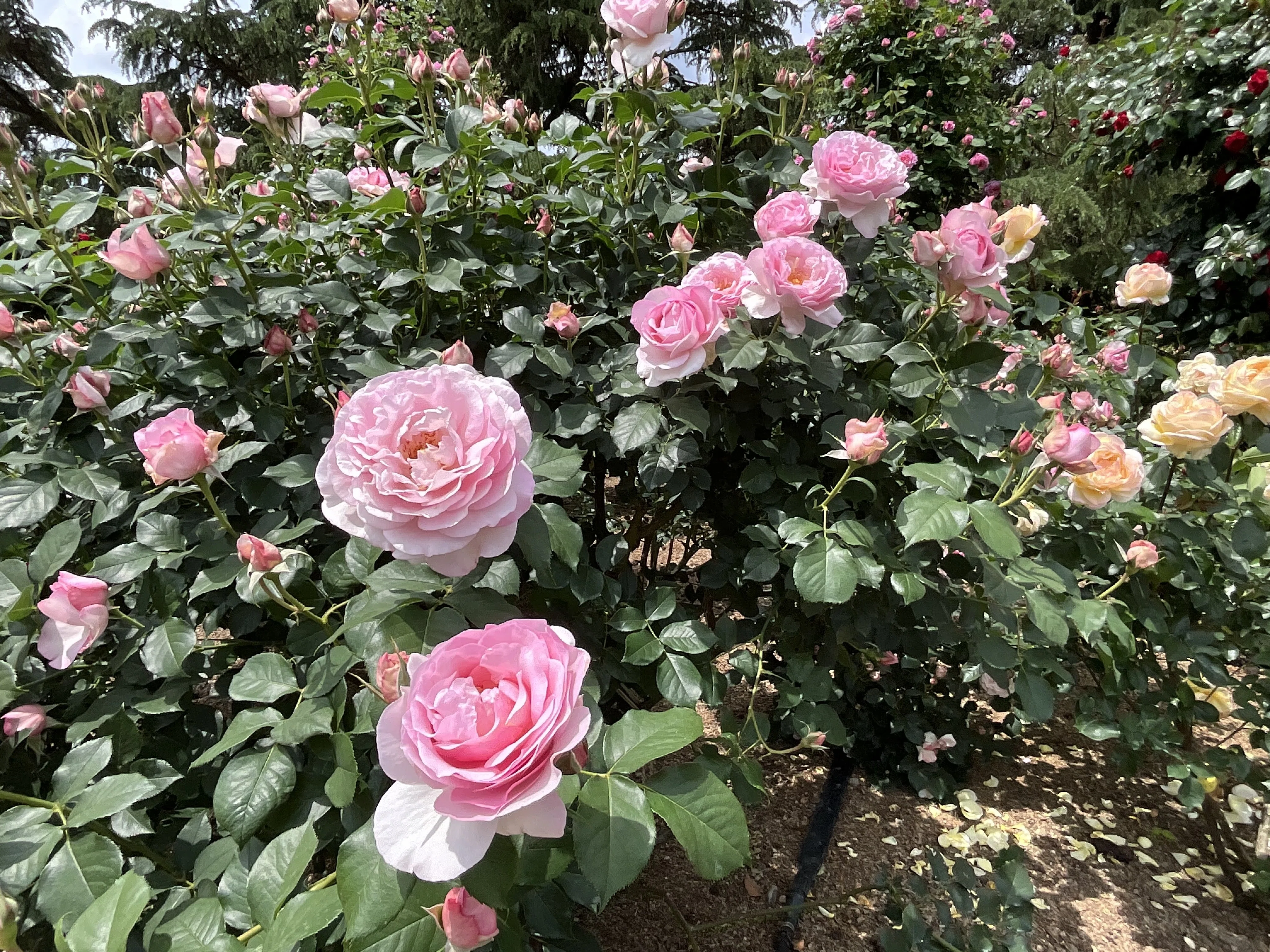 スヴニール・ドゥ・ルイ・アマード（京都府立植物園）：2026年5月14日