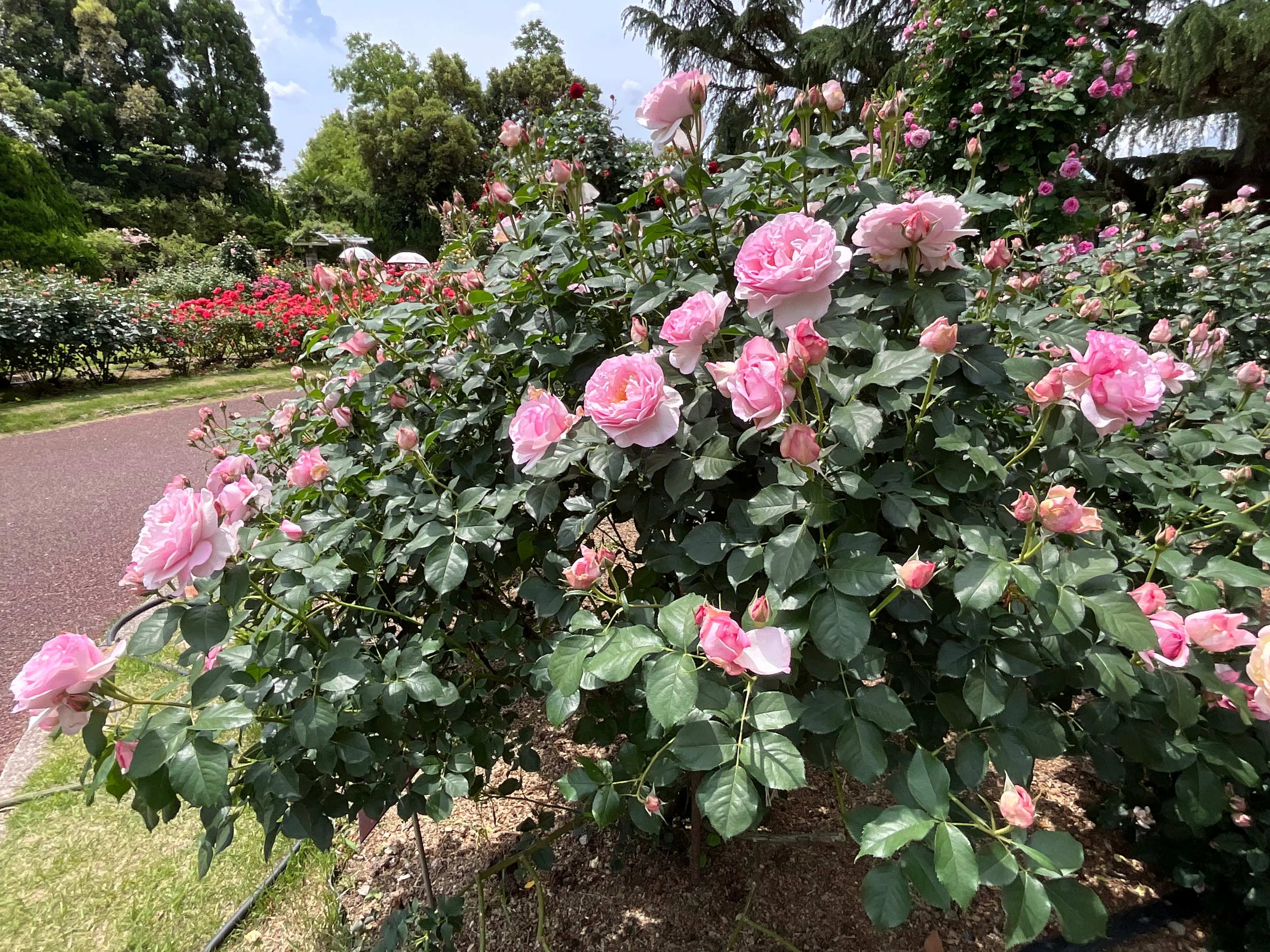 スヴニール・ドゥ・ルイ・アマード（京都府立植物園）：2026年5月14日