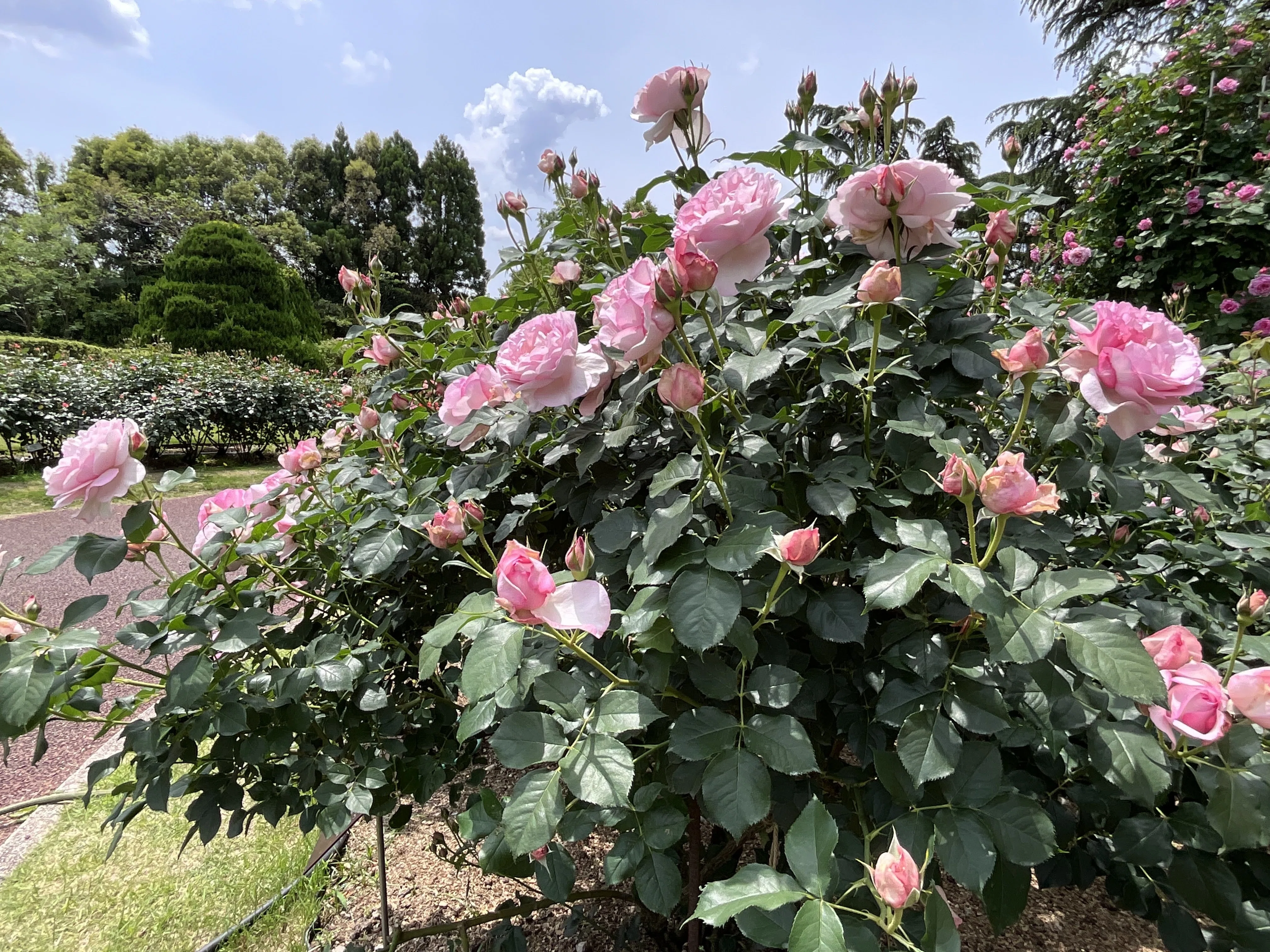 スヴニール・ドゥ・ルイ・アマード（京都府立植物園）：2026年5月14日