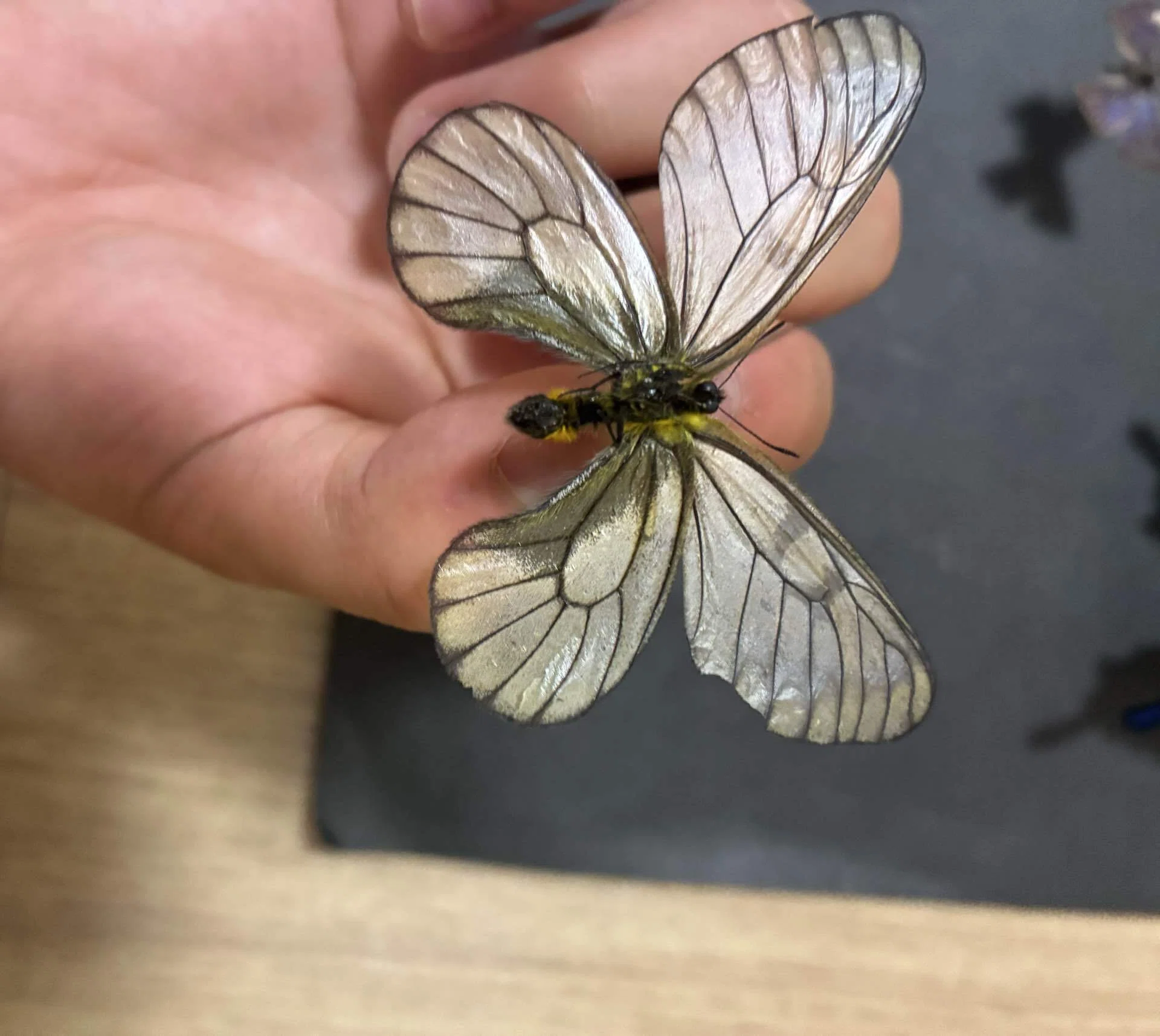東京の山で取れた昆虫の標本｜蝶屋＆クワガタ屋