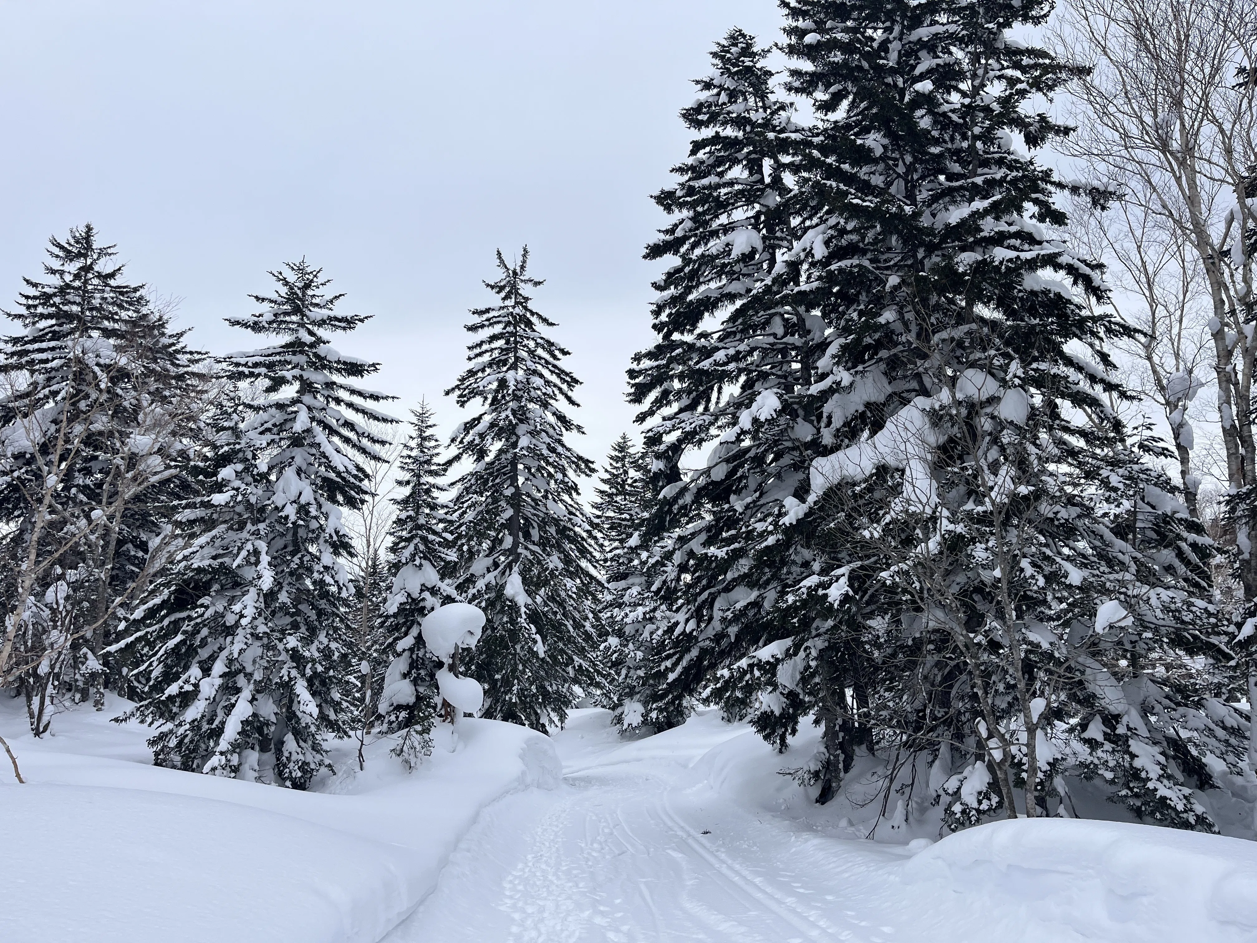 東川町｜北海道の雪は世界一 ～旭岳で外国人スキーヤーに教えられた
