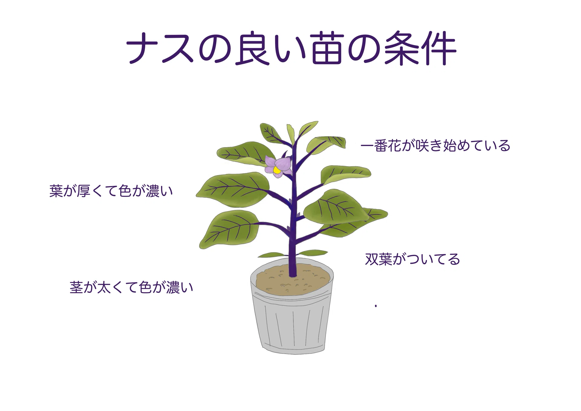 ナスの良い苗の条件。｜自然農法-ひと