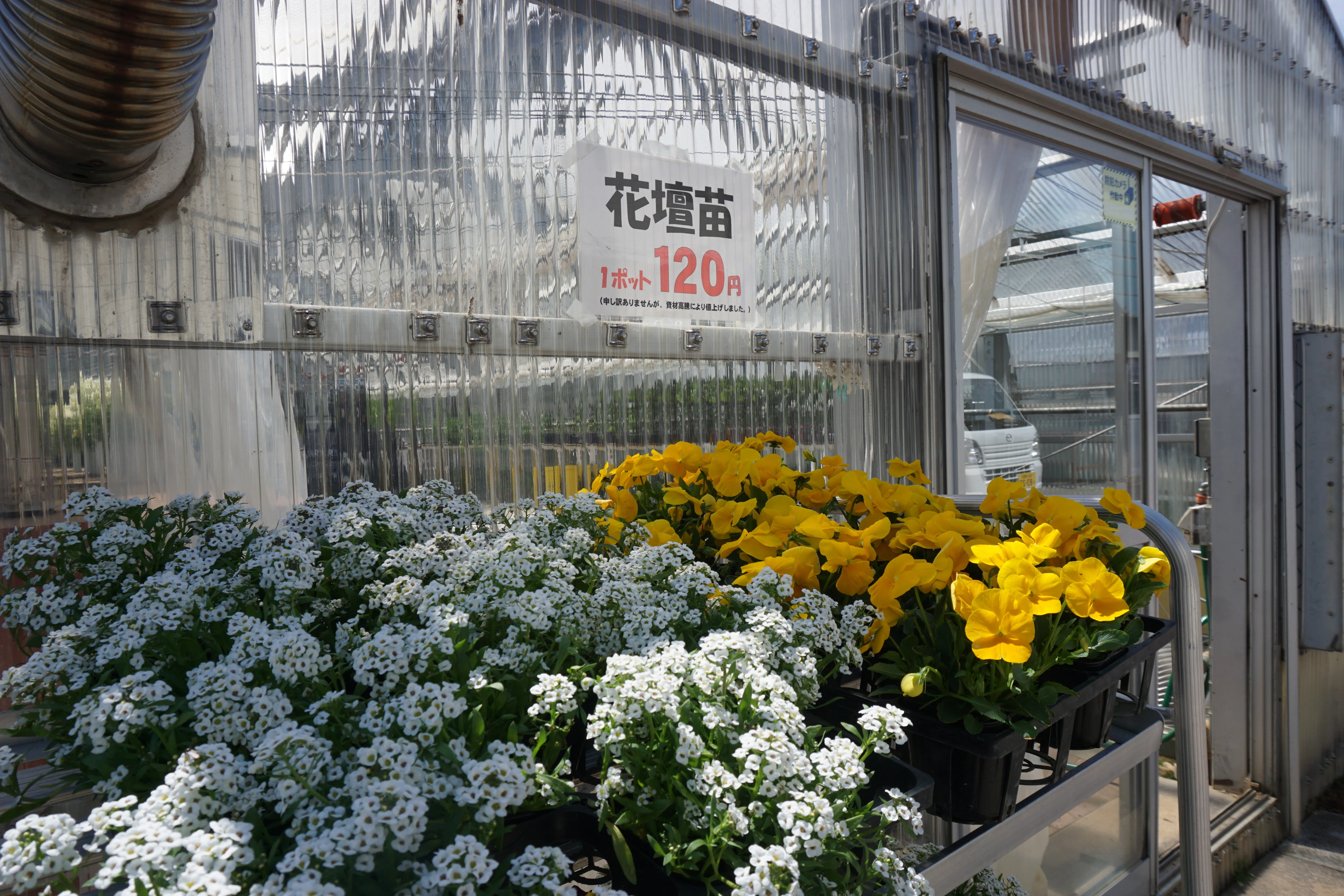 石の花　カット苗　② 無人販売所オープン｜北海道剣淵高等学校公式 note