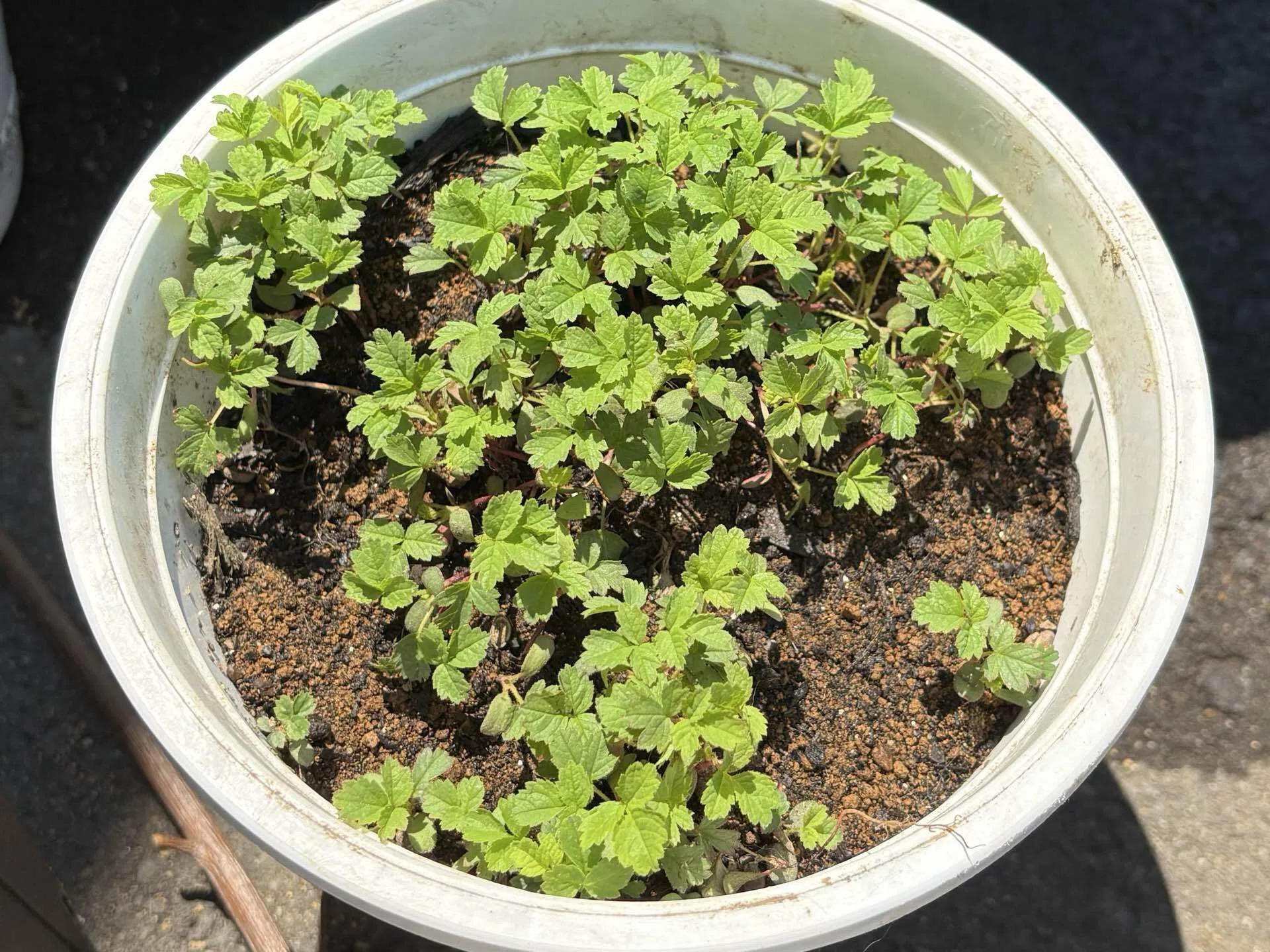 拾った木の実が次々と発芽しています♪｜れいちゃんママ