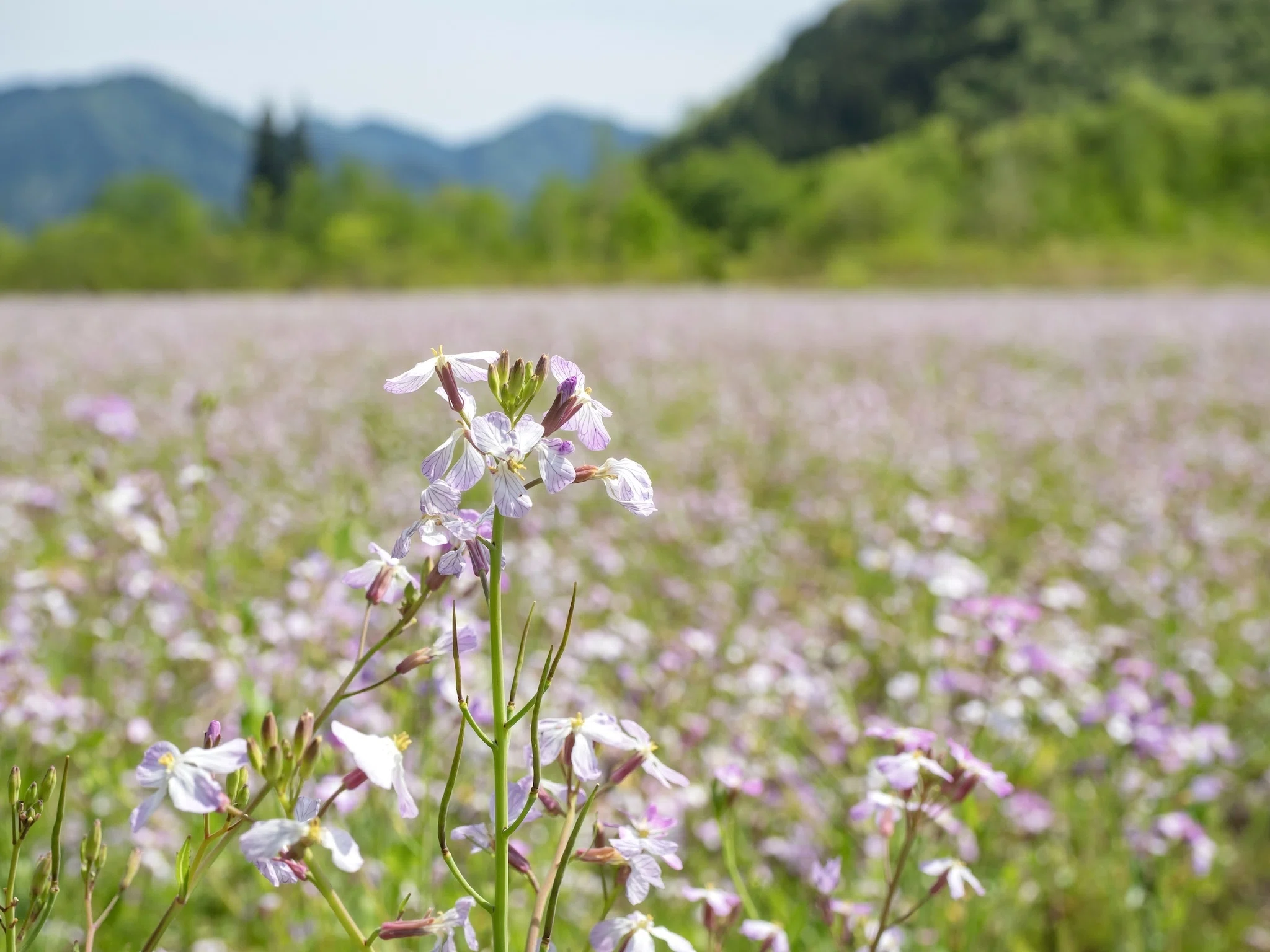 5月下旬～6月上旬に太郎布高原に広がる可憐な薄紫色の花「アザキ大根