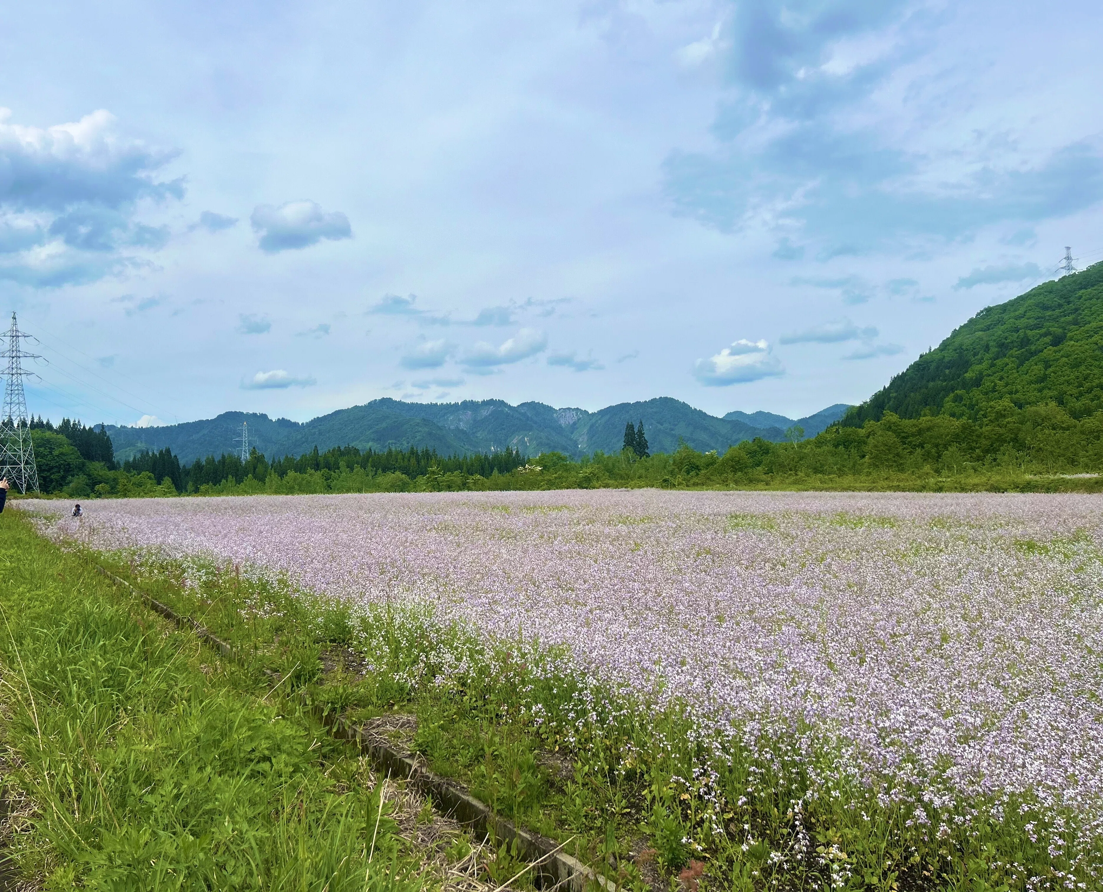 5月下旬～6月上旬に太郎布高原に広がる可憐な薄紫色の花「アザキ大根