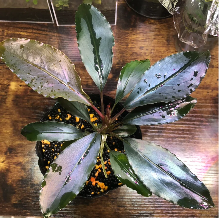初心者向け】ブセファランドラとはどんな植物？人気の理由・育て方