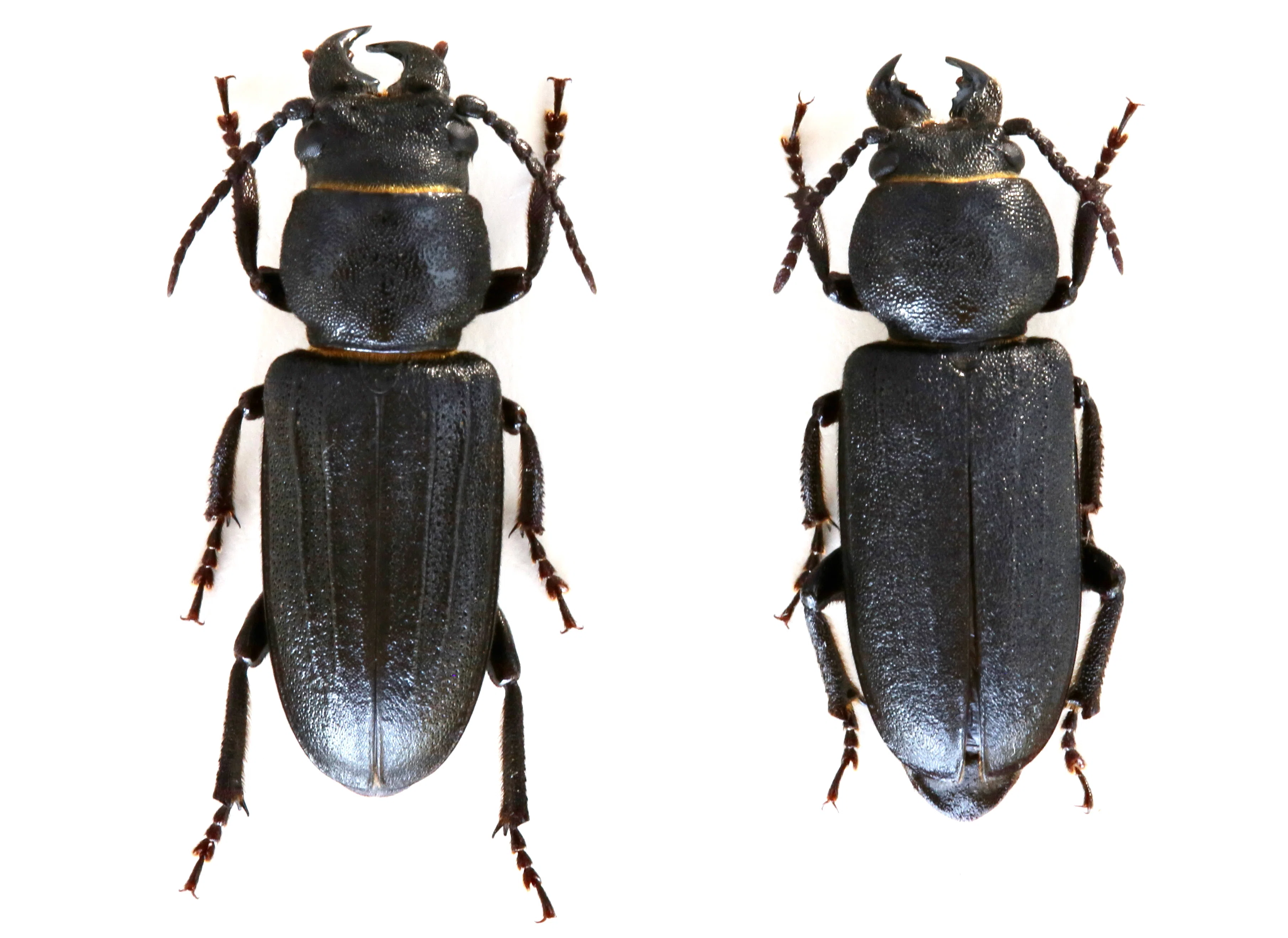 B-28＞ ヒゲナガカミキリ その5｜かみきりむし